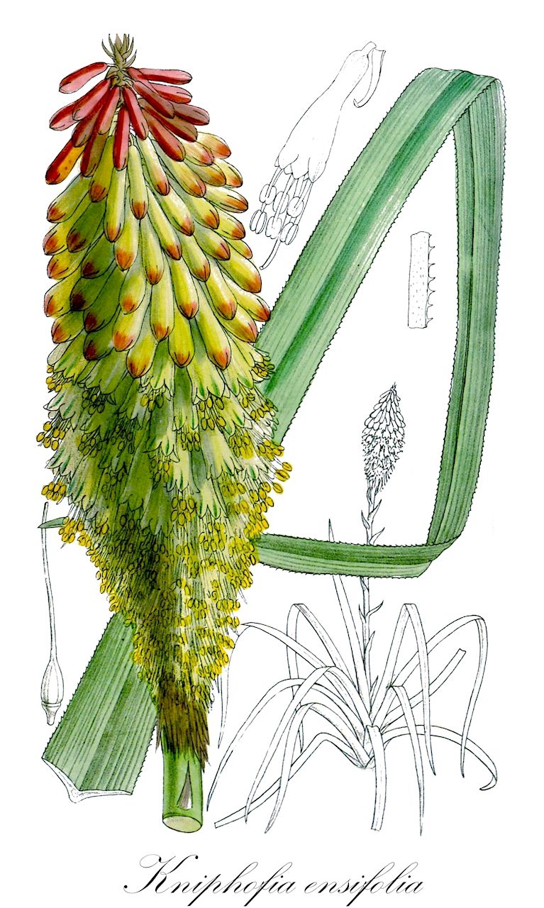 Kniphofia ensifolia - Asphodelaceae,Plantae,Pteridobiotina,Angiosperms,Asparagales,Asphodelaceae,Asphodeloideae,Asphodeleae,Kniphofia,Kniphofia ensifolia,Kniphofia ensifolia var. albiflora,Schwertblättrige Fackellilie