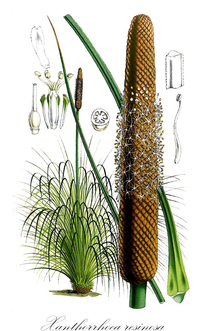 Xanthorrhoea resinosa - Asphodelaceae,Plantae,Pteridobiotina,Angiosperms,Asparagales,Asphodelaceae,Xanthorrhoeoideae,Xanthorrhoea,Xanthorrhoea resinosa,Acoroides resinifera, Xanthorrhoea hastilis, Xanthorrhoea hastilis, Xanthorrhoea resinifera