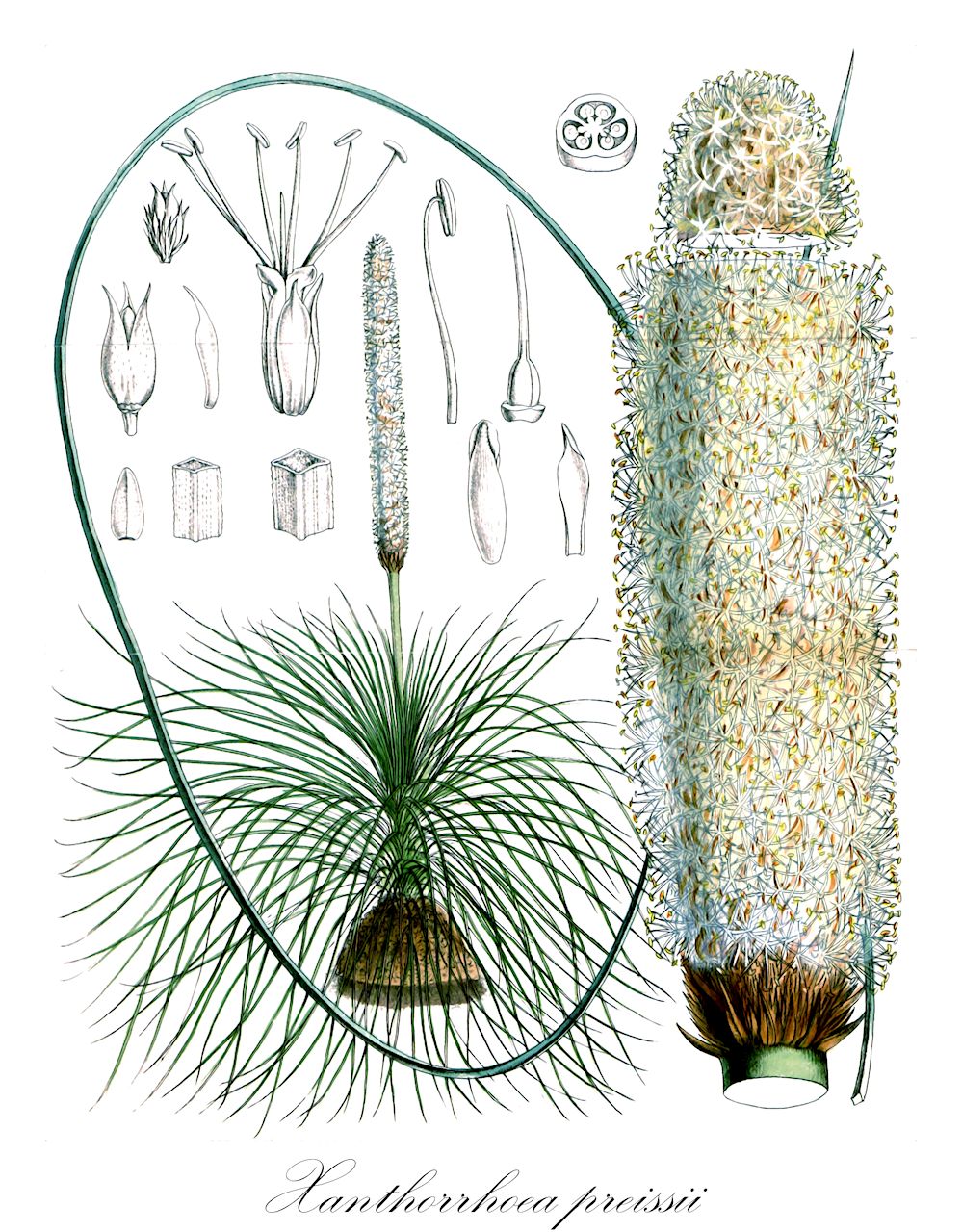 Xanthorrhoea preissii - Asphodelaceae,Plantae,Pteridobiotina,Angiosperms,Asparagales,Asphodelaceae,Xanthorrhoeoideae,Xanthorrhoea,Xanthorrhoea preissii,Xanthorrhoea pecoris, Xanthorrhoea reflexa