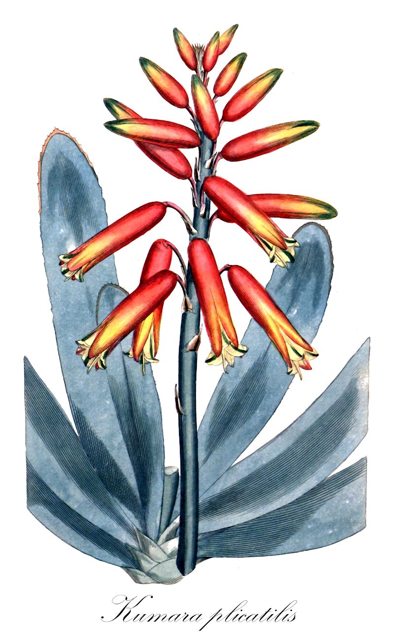 Kumara plicatilis - Asphodelaceae,Plantae,Pteridobiotina,Angiosperms,Asparagales,Asphodelaceae,Asphodeloideae,Aloeae,Kumara,Kumara plicatilis,Aloe disticha var. plicatilis, Aloe flabelliformis, Aloe lingua, Aloe linguiformis, Aloe plicatilis, Aloe plicatilis, Aloe plicatilis var. major, Aloe tripetala, Kumara disticha, Kumara plicatilis, Rhipidodendrum distichum, Rhipidodendrum plicatile