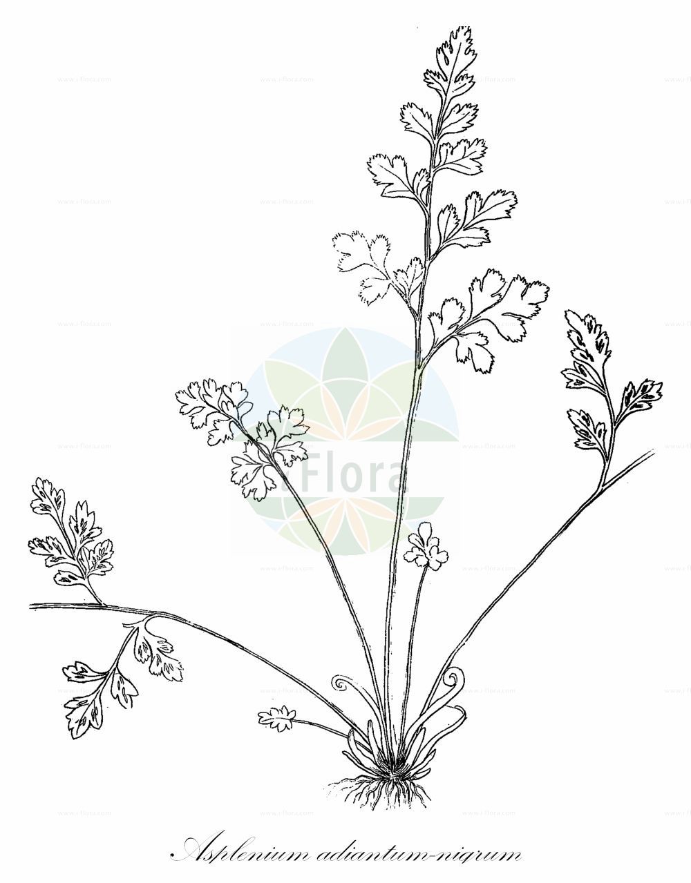 Historische Abbildung von Asplenium adiantum-nigrum subsp. serpentini (Serpentin-Streifenfarn - Serpentine Spleenwort). Das Bild zeigt Blatt, Bluete, Frucht und Same. ---- Historical Drawing of Asplenium adiantum-nigrum subsp. serpentini (Serpentin-Streifenfarn - Serpentine Spleenwort). The image is showing leaf, flower, fruit and seed.(Asplenium adiantum-nigrum subsp. serpentini,Serpentin-Streifenfarn,Serpentine Spleenwort,Asplenium serpentini,Serpentin-Streifenfarn,Keilblaettriger Streifenfarn,Serpentine Spleenwort,Asplenium,Streifenfarn,Spleenwort,Aspleniaceae,Streifenfarngewächse,Spleenworts,Blatt,Bluete,Frucht,Same,leaf,flower,fruit,seed,Viviani (1808))