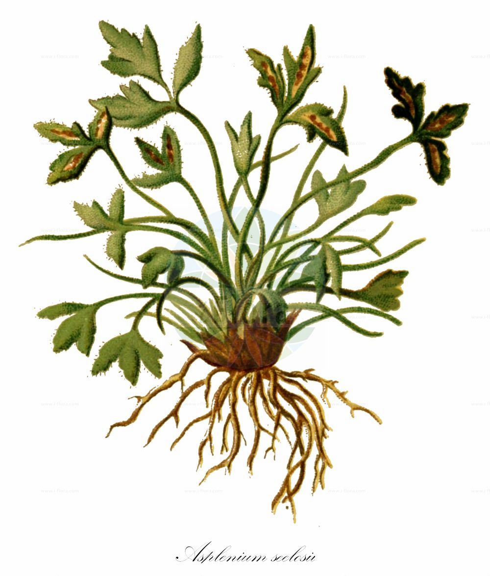 Historische Abbildung von Asplenium seelosii (Dolomit-Streifenfarn - Dolomite Spleenwort). Das Bild zeigt Blatt, Bluete, Frucht und Same. ---- Historical Drawing of Asplenium seelosii (Dolomit-Streifenfarn - Dolomite Spleenwort). The image is showing leaf, flower, fruit and seed.(Asplenium seelosii,Dolomit-Streifenfarn,Dolomite Spleenwort,Asplenium seelosii,Dolomit-Streifenfarn,Dolomite Spleenwort,Asplenium,Streifenfarn,Spleenwort,Aspleniaceae,Streifenfarngewächse,Spleenworts,Blatt,Bluete,Frucht,Same,leaf,flower,fruit,seed,Hartinger & von Dalla Torre (1806f))