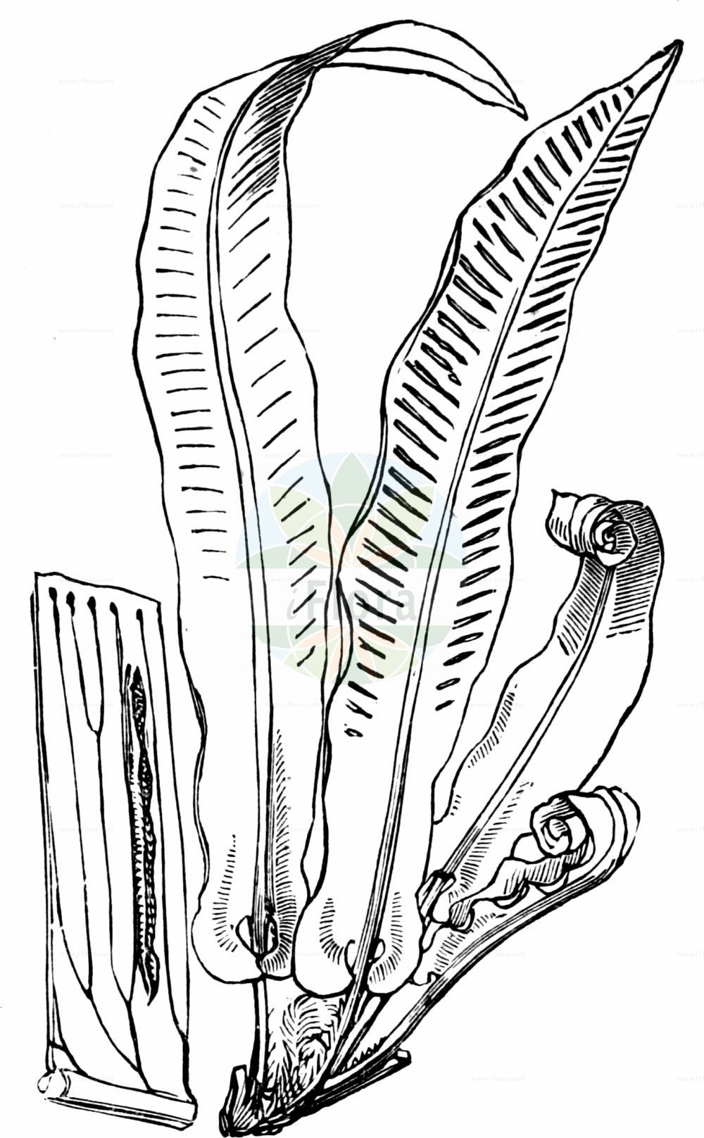 Historische Abbildung von Asplenium scolopendrium (Hirschzunge - Hart's-tongue). Das Bild zeigt Blatt, Bluete, Frucht und Same. ---- Historical Drawing of Asplenium scolopendrium (Hirschzunge - Hart's-tongue). The image is showing leaf, flower, fruit and seed.(Asplenium scolopendrium,Hirschzunge,Hart's-tongue,Asplenium scolopendrium,Biropteris antrijovis,Phyllitis antrijovis,Phyllitis scolopendrium,Scolopendrium officinale,Scolopendrium vulgare,Hirschzunge,Hart's-tongue,Common Hart's Tongue,Hart's Tongue Fern,Asplenium,Streifenfarn,Spleenwort,Aspleniaceae,Streifenfarngewächse,Spleenworts,Blatt,Bluete,Frucht,Same,leaf,flower,fruit,seed,Fitch et al. (1880))