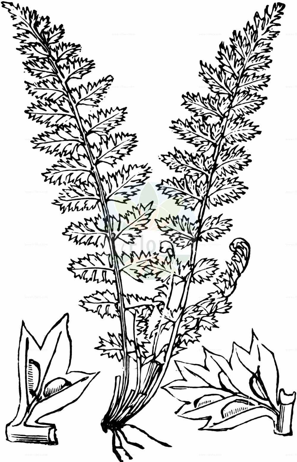Historische Abbildung von Asplenium fontanum (Jura-Streifenfarn - Smooth Rock-spleenwort). Das Bild zeigt Blatt, Bluete, Frucht und Same. ---- Historical Drawing of Asplenium fontanum (Jura-Streifenfarn - Smooth Rock-spleenwort). The image is showing leaf, flower, fruit and seed.(Asplenium fontanum,Jura-Streifenfarn,Smooth Rock-spleenwort,Aspidium halleri,Asplenium fontanum,Asplenium halleri,Asplenium leptophyllum,Athyrium halleri,Polypodium fontanum,Jura-Streifenfarn,Smooth Rock-spleenwort,Black Forest Spleenwort,Asplenium,Streifenfarn,Spleenwort,Aspleniaceae,Streifenfarngewächse,Spleenworts,Blatt,Bluete,Frucht,Same,leaf,flower,fruit,seed,Fitch et al. (1880))