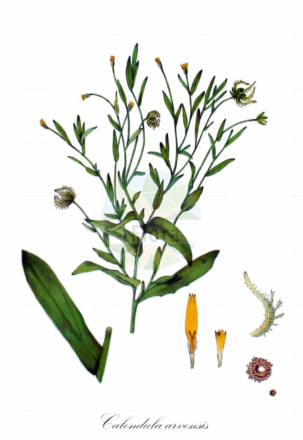 Historische Abbildung von Calendula arvensis (Acker-Ringelblume - Field Marigold). Das Bild zeigt Blatt, Bluete, Frucht und Same. ---- Historical Drawing of Calendula arvensis (Acker-Ringelblume - Field Marigold). The image is showing leaf, flower, fruit and seed.(Calendula arvensis,Acker-Ringelblume,Field Marigold,Calendula aegyptiaca,Calendula alata,Calendula arvensis,Calendula bicolor,Calendula ceratosperma,Calendula crista-galli,Calendula echinata,Calendula gracilis,Calendula macroptera,Calendula malacitana,Calendula micrantha,Calendula parviflora,Calendula persica,Calendula sancta,Calendula sinuata,Calendula sublanata,Caltha arvensis,Acker-Ringelblume,Field Marigold,Field Calendula,Calendula,Ringelblume,Marigold,Asteraceae,Korbblütengewächse,Daisy family,Blatt,Bluete,Frucht,Same,leaf,flower,fruit,seed,Kops (1800-1934))