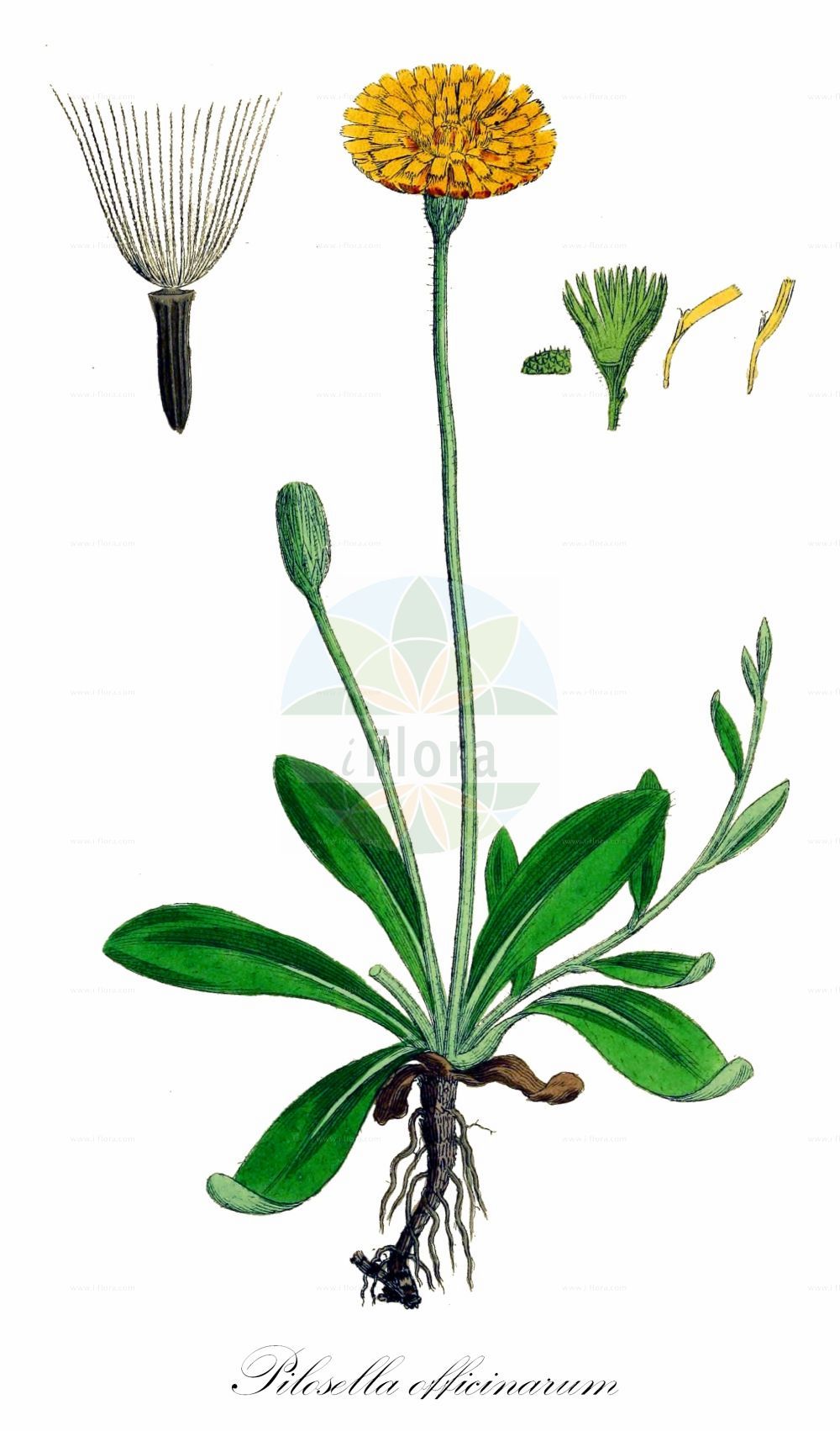Historische Abbildung von Pilosella officinarum (Kleines Habichtskraut - Mouse-ear-Hawkweed). Das Bild zeigt Blatt, Bluete, Frucht und Same. ---- Historical Drawing of Pilosella officinarum (Kleines Habichtskraut - Mouse-ear-Hawkweed). The image is showing leaf, flower, fruit and seed.(Pilosella officinarum,Kleines Habichtskraut,Mouse-ear-Hawkweed,Hieracium albofloccosum,Hieracium kemulariae,Hieracium obscurisquamum,Hieracium paradoxum,Hieracium pilosella,Hieracium tricholepium,Hieracium trichosoma,Pilosella angustella,Pilosella melanops,Pilosella micradenophora,Pilosella officinarum,Pilosella tricholepia,Pilosella urnigera,Kleines Habichtskraut,Grosskoepfiges Habichtskraut,Langhaariges Habichtskraut,Mausohr-Habichtskraut,Mouse-ear-Hawkweed,Pilosella,Mausohr-Habichtskräuter,Asteraceae,Korbblütengewächse,Daisy family,Blatt,Bluete,Frucht,Same,leaf,flower,fruit,seed,Sowerby (1790-1813))