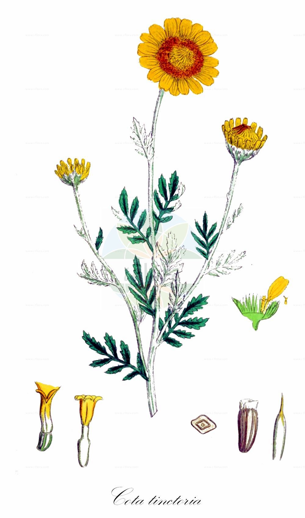 Historische Abbildung von Cota tinctoria (Färber-Hundskamille - Yellow Chamomile). Das Bild zeigt Blatt, Bluete, Frucht und Same. ---- Historical Drawing of Cota tinctoria (Färber-Hundskamille - Yellow Chamomile). The image is showing leaf, flower, fruit and seed.(Cota tinctoria,Färber-Hundskamille,Yellow Chamomile,Anthemis brachyglossa,Anthemis debilis,Anthemis discoidea,Anthemis maris-nigri,Anthemis markhotensis,Anthemis subtinctoria,Anthemis tinctoria,Anthemis zephyrovii,Chamaemelum discoideum,Cota tinctoria,Cota tinctoria subsp. subtinctoria,Faerber-Hundskamille,Yellow Chamomile,Dyer's Chamomile,Golden Chamomile,Cota,Asteraceae,Korbblütengewächse,Daisy family,Blatt,Bluete,Frucht,Same,leaf,flower,fruit,seed,Sowerby (1790-1813))