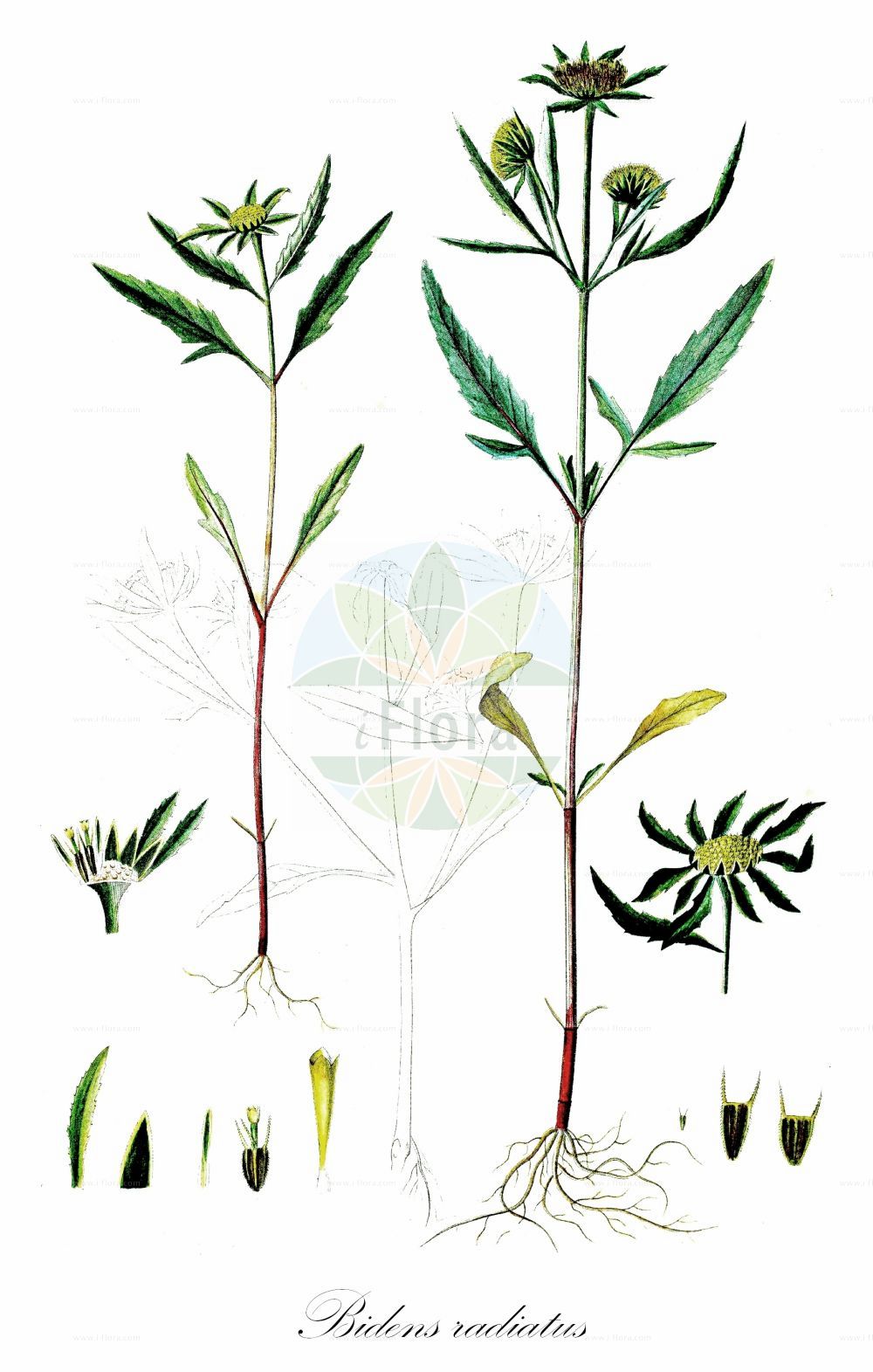 Historische Abbildung von Bidens radiatus (Strahliger Zweizahn - Greater Bur-marigold). Das Bild zeigt Blatt, Bluete, Frucht und Same. ---- Historical Drawing of Bidens radiatus (Strahliger Zweizahn - Greater Bur-marigold). The image is showing leaf, flower, fruit and seed.(Bidens radiatus,Strahliger Zweizahn,Greater Bur-marigold,Bidens radiatus,Strahliger Zweizahn,Grosser Zweizahn,Greater Bur-marigold,Hairy Beggarticks,Bidens,Zweizahn,Beggarticks,Asteraceae,Korbblütengewächse,Daisy family,Blatt,Bluete,Frucht,Same,leaf,flower,fruit,seed,Oeder (1761-1883))