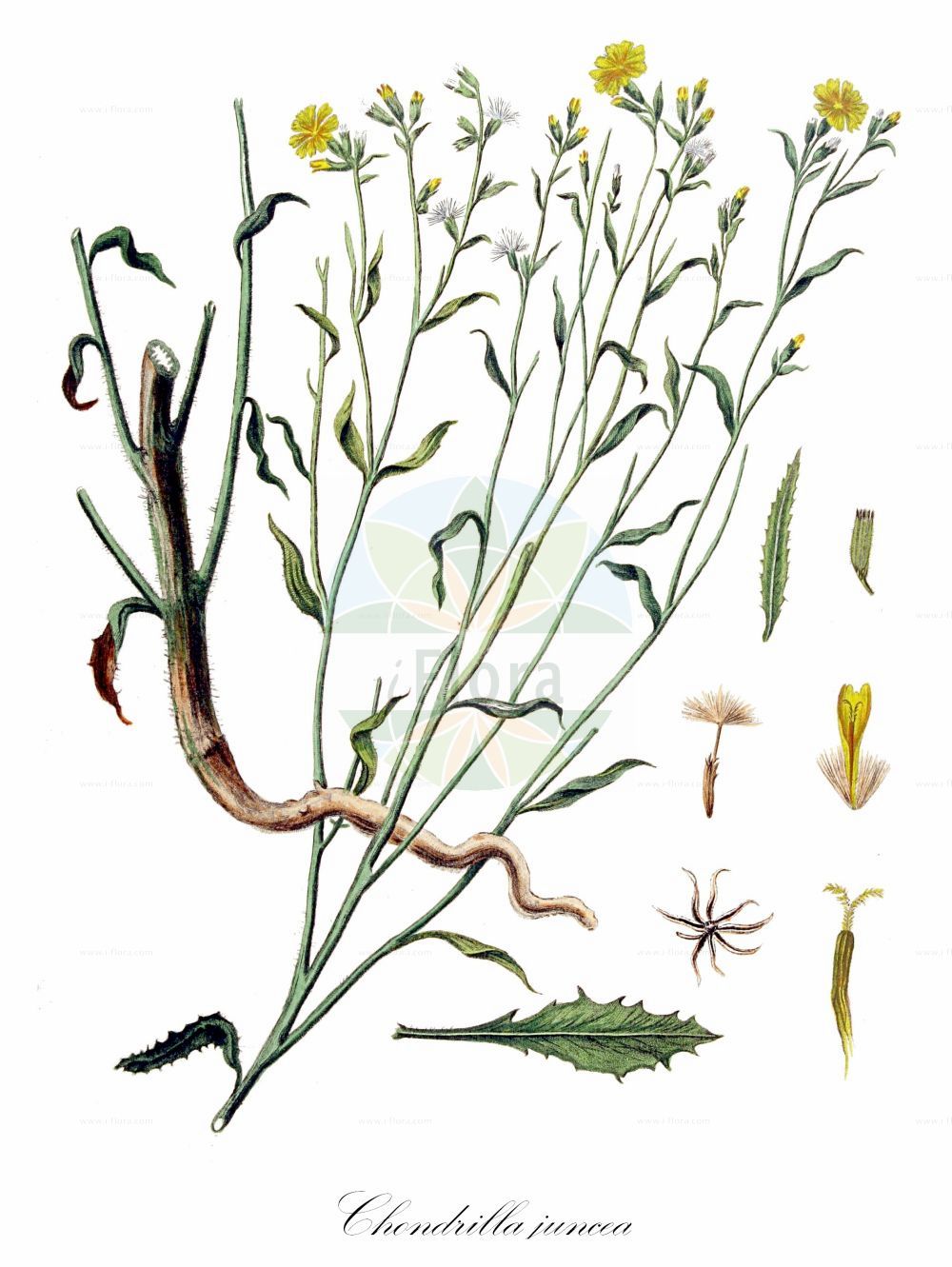 Historische Abbildung von Chondrilla juncea (Großer Knorpellattich - Skeletonweed). Das Bild zeigt Blatt, Bluete, Frucht und Same. ---- Historical Drawing of Chondrilla juncea (Großer Knorpellattich - Skeletonweed). The image is showing leaf, flower, fruit and seed.(Chondrilla juncea,Großer Knorpellattich,Skeletonweed,Chondrilla acanthophylla,Chondrilla juncea,Chondrilla vallisoletana,Grosser Knorpellattich,Ruten-Knorpellattich,Skeletonweed,Devil's Grass,Gum Succory,Nakedweed,Rush Skeletonweed,Chondrilla,Knorpellattich,Chondrilla,Asteraceae,Korbblütengewächse,Daisy family,Blatt,Bluete,Frucht,Same,leaf,flower,fruit,seed,Kops (1800-1934))