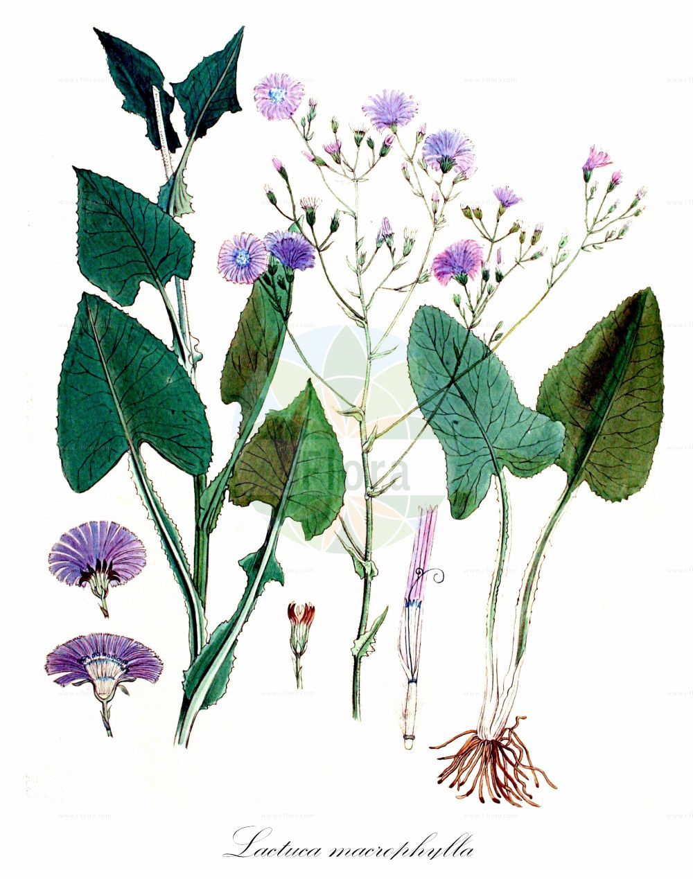 Historische Abbildung von Lactuca macrophylla (Großblättriger Milchlattich - Common Blue-sow-Thistle). Das Bild zeigt Blatt, Bluete, Frucht und Same. ---- Historical Drawing of Lactuca macrophylla (Großblättriger Milchlattich - Common Blue-sow-Thistle). The image is showing leaf, flower, fruit and seed.(Lactuca macrophylla,Großblättriger Milchlattich,Common Blue-sow-Thistle,Cicerbita acuminata,Cicerbita conrathiana,Cicerbita grandis,Cicerbita macrophylla,Cicerbita sevanensis,Lactuca macrophylla,Mulgedium acuminatum,Mulgedium glabrum,Mulgedium grande,Mulgedium macrophyllum,Prenanthes cacaliifolia,Sonchus cacaliifolius,Sonchus macrophyllus,Grossblaettriger Milchlattich,Common Blue-sow-Thistle,Blue Sowthistle,Lactuca,Lattich,Lettuce,Asteraceae,Korbblütengewächse,Daisy family,Blatt,Bluete,Frucht,Same,leaf,flower,fruit,seed,Kops (1800-1934))