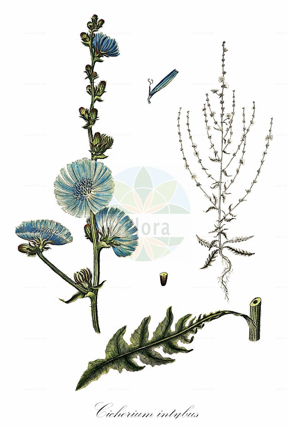 Historische Abbildung von Cichorium intybus (Gewöhnliche Wegwarte - Chicory). Das Bild zeigt Blatt, Bluete, Frucht und Same. ---- Historical Drawing of Cichorium intybus (Gewöhnliche Wegwarte - Chicory). The image is showing leaf, flower, fruit and seed.(Cichorium intybus,Gewöhnliche Wegwarte,Chicory,Cichorium balearicum,Cichorium glabratum,Cichorium glaucum,Cichorium hirsutum,Cichorium intybus,Cichorium intybus var. sativum,Gewoehnliche Wegwarte,Kaffeezichorie,Wurzelzichorie,Chicory,Wild Chicory,Wild Succory,Cichorium,Wegwarte,Chicory,Asteraceae,Korbblütengewächse,Daisy family,Blatt,Bluete,Frucht,Same,leaf,flower,fruit,seed,Oeder (1761-1883))