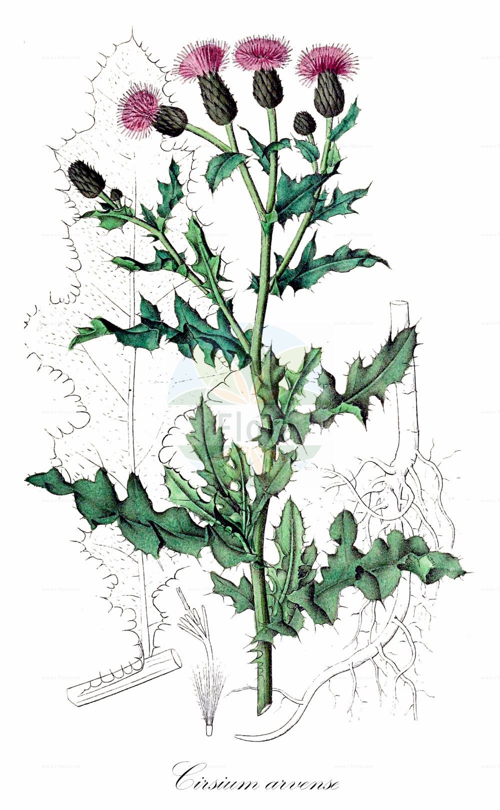 Historische Abbildung von Cirsium arvense (Acker-Kratzdistel - Creeping Thistle). Das Bild zeigt Blatt, Bluete, Frucht und Same. ---- Historical Drawing of Cirsium arvense (Acker-Kratzdistel - Creeping Thistle). The image is showing leaf, flower, fruit and seed.(Cirsium arvense,Acker-Kratzdistel,Creeping Thistle,Cirsium albicans,Cirsium argenteum,Cirsium arvense,Cirsium horridum,Cirsium incanum,Cirsium macrostylum,Cirsium setosum,Cnicus arvensis,Cnicus macrostylus,Serratula arvensis,Serratula incana,Serratula setosa,Acker-Kratzdistel,Creeping Thistle,California Thistle,Canada Thistle,Corn Thistle,Cursed Thistle,Green Thistle,Hard Thistle,Perennial Thistle,Prickly Thistle,Way Thistle,Small-flowered Thistle,Cirsium,Kratzdistel,Thistle,Asteraceae,Korbblütengewächse,Daisy family,Blatt,Bluete,Frucht,Same,leaf,flower,fruit,seed,Dietrich (1833-1844))