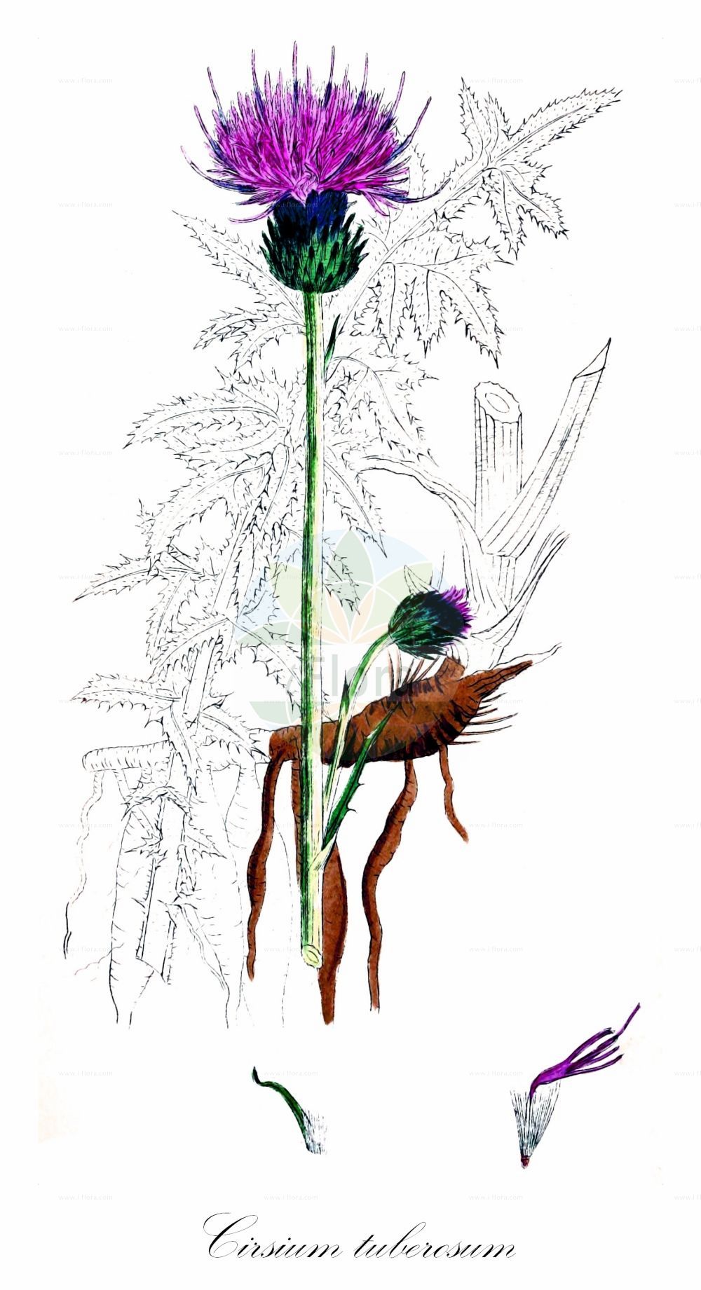Historische Abbildung von Cirsium tuberosum (Knollige Kratzdistel - Tuberous Thistle). Das Bild zeigt Blatt, Bluete, Frucht und Same. ---- Historical Drawing of Cirsium tuberosum (Knollige Kratzdistel - Tuberous Thistle). The image is showing leaf, flower, fruit and seed.(Cirsium tuberosum,Knollige Kratzdistel,Tuberous Thistle,Carduus bulbosus,Carduus tuberosus,Cirsium bulbosum,Cirsium tuberosum,Cnicus tuberosus,Knollige Kratzdistel,Tuberous Thistle,Cirsium,Kratzdistel,Thistle,Asteraceae,Korbblütengewächse,Daisy family,Blatt,Bluete,Frucht,Same,leaf,flower,fruit,seed,Sowerby (1790-1813))