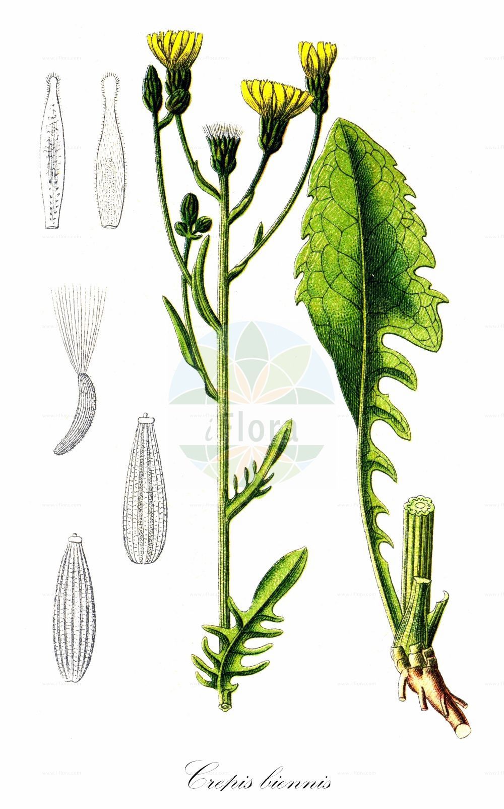 Historische Abbildung von Crepis biennis (Wiesen-Pippau - Rough Hawk's-beard). Das Bild zeigt Blatt, Bluete, Frucht und Same. ---- Historical Drawing of Crepis biennis (Wiesen-Pippau - Rough Hawk's-beard). The image is showing leaf, flower, fruit and seed.(Crepis biennis,Wiesen-Pippau,Rough Hawk's-beard,Crepis biennis,Crepis lodomeriensis,Crepis tristis,Wiesen-Pippau,Rough Hawk's-beard,Crepis,Pippau,Hawk's-beard,Asteraceae,Korbblütengewächse,Daisy family,Blatt,Bluete,Frucht,Same,leaf,flower,fruit,seed,Sturm (1796f))