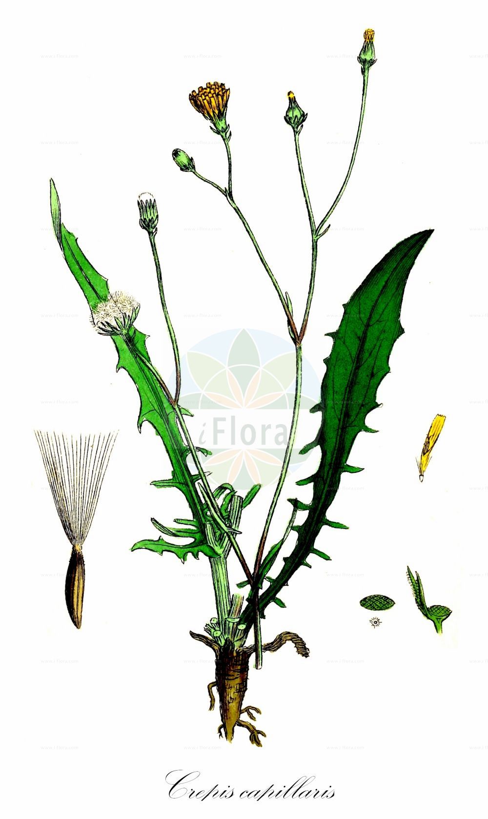 Historische Abbildung von Crepis capillaris (Kleinköpfiger Pippau - Smooth Hawk's-beard). Das Bild zeigt Blatt, Bluete, Frucht und Same. ---- Historical Drawing of Crepis capillaris (Kleinköpfiger Pippau - Smooth Hawk's-beard). The image is showing leaf, flower, fruit and seed.(Crepis capillaris,Kleinköpfiger Pippau,Smooth Hawk's-beard,Crepis agrestis,Crepis capillaris,Crepis diffusa,Crepis gaditana,Crepis virens,Lapsana capillaris,Kleinkoepfiger Pippau,Haarstieliger Pippau,Smooth Hawk's-beard,Crepis,Pippau,Hawk's-beard,Asteraceae,Korbblütengewächse,Daisy family,Blatt,Bluete,Frucht,Same,leaf,flower,fruit,seed,Sowerby (1790-1813))