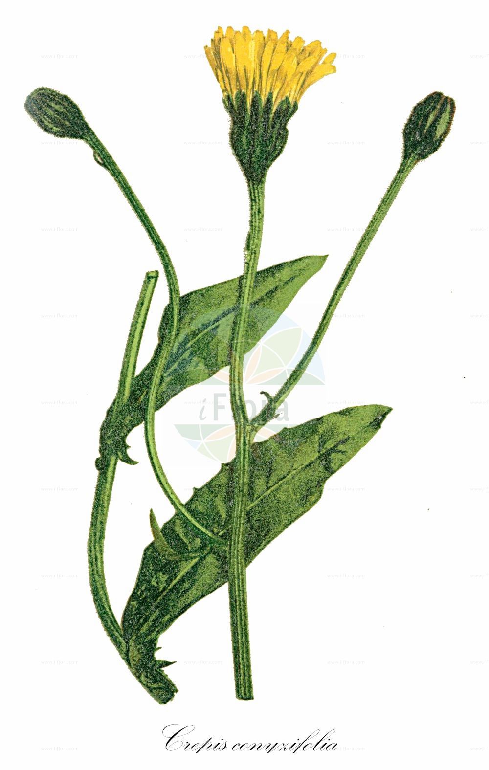 Historische Abbildung von Crepis conyzifolia (Großköpfiger Pippau - Fleabane Leaved Hakw's-beard). Das Bild zeigt Blatt, Bluete, Frucht und Same. ---- Historical Drawing of Crepis conyzifolia (Großköpfiger Pippau - Fleabane Leaved Hakw's-beard). The image is showing leaf, flower, fruit and seed.(Crepis conyzifolia,Großköpfiger Pippau,Fleabane Leaved Hakw's-beard,Crepis balcanica,Crepis conyzifolia,Crepis orbelica,Crepis trojanensis,Hieracium grandiflorum,Crepis grandiflora,Grosskoepfiger Pippau,Fleabane Leaved Hakw's-beard,Crepis,Pippau,Hawk's-beard,Asteraceae,Korbblütengewächse,Daisy family,Blatt,Bluete,Frucht,Same,leaf,flower,fruit,seed,Winkler (1900))