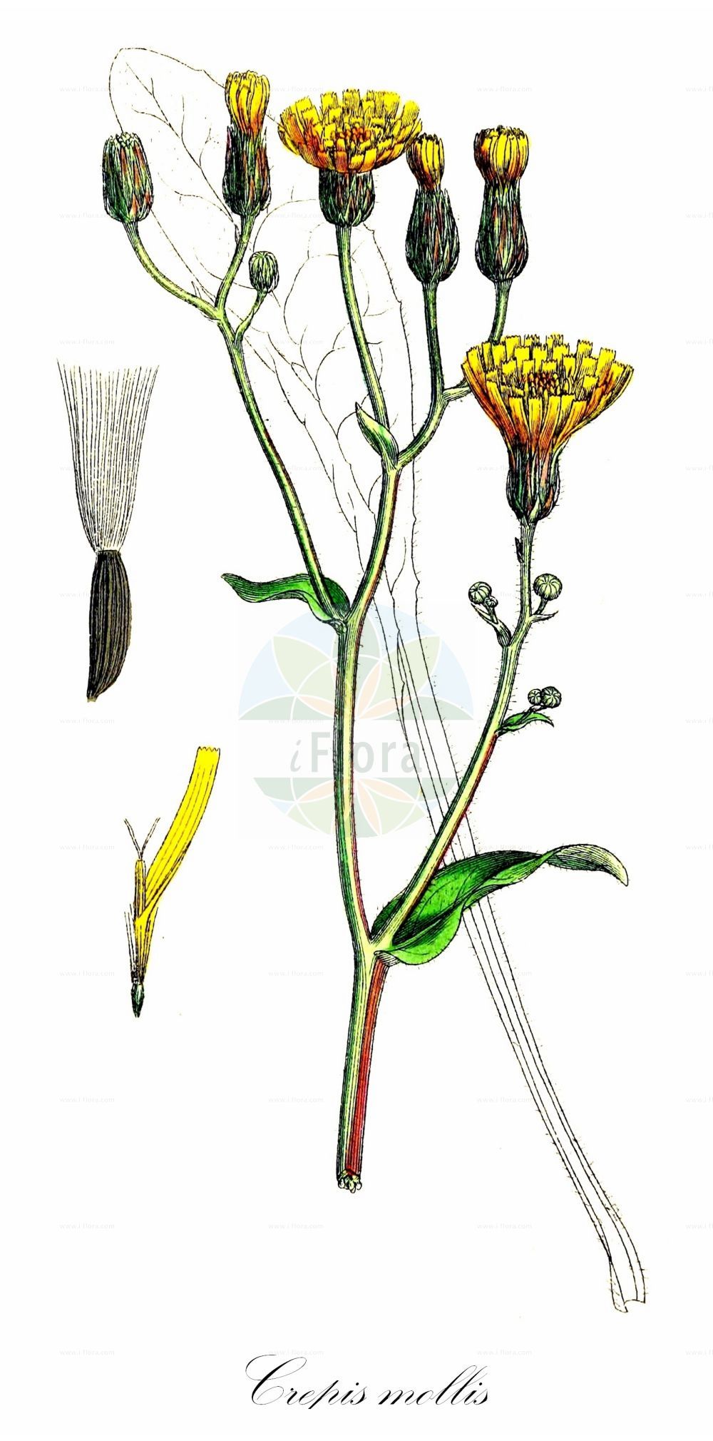 Historische Abbildung von Crepis mollis (Weichhaariger Pippau - Northern Hawk's-beard). Das Bild zeigt Blatt, Bluete, Frucht und Same. ---- Historical Drawing of Crepis mollis (Weichhaariger Pippau - Northern Hawk's-beard). The image is showing leaf, flower, fruit and seed.(Crepis mollis,Weichhaariger Pippau,Northern Hawk's-beard,Crepis croatica,Crepis mollis,Crepis planitierum,Hieracium croaticum,Hieracium molle,Weichhaariger Pippau,Abgebissener Weichhaariger Pippau,Gewoehnlicher Weichhaariger Pippau,Teufelsabbissblaettriger Weicher Pippau,Northern Hawk's-beard,Crepis,Pippau,Hawk's-beard,Asteraceae,Korbblütengewächse,Daisy family,Blatt,Bluete,Frucht,Same,leaf,flower,fruit,seed,Sowerby (1790-1813))