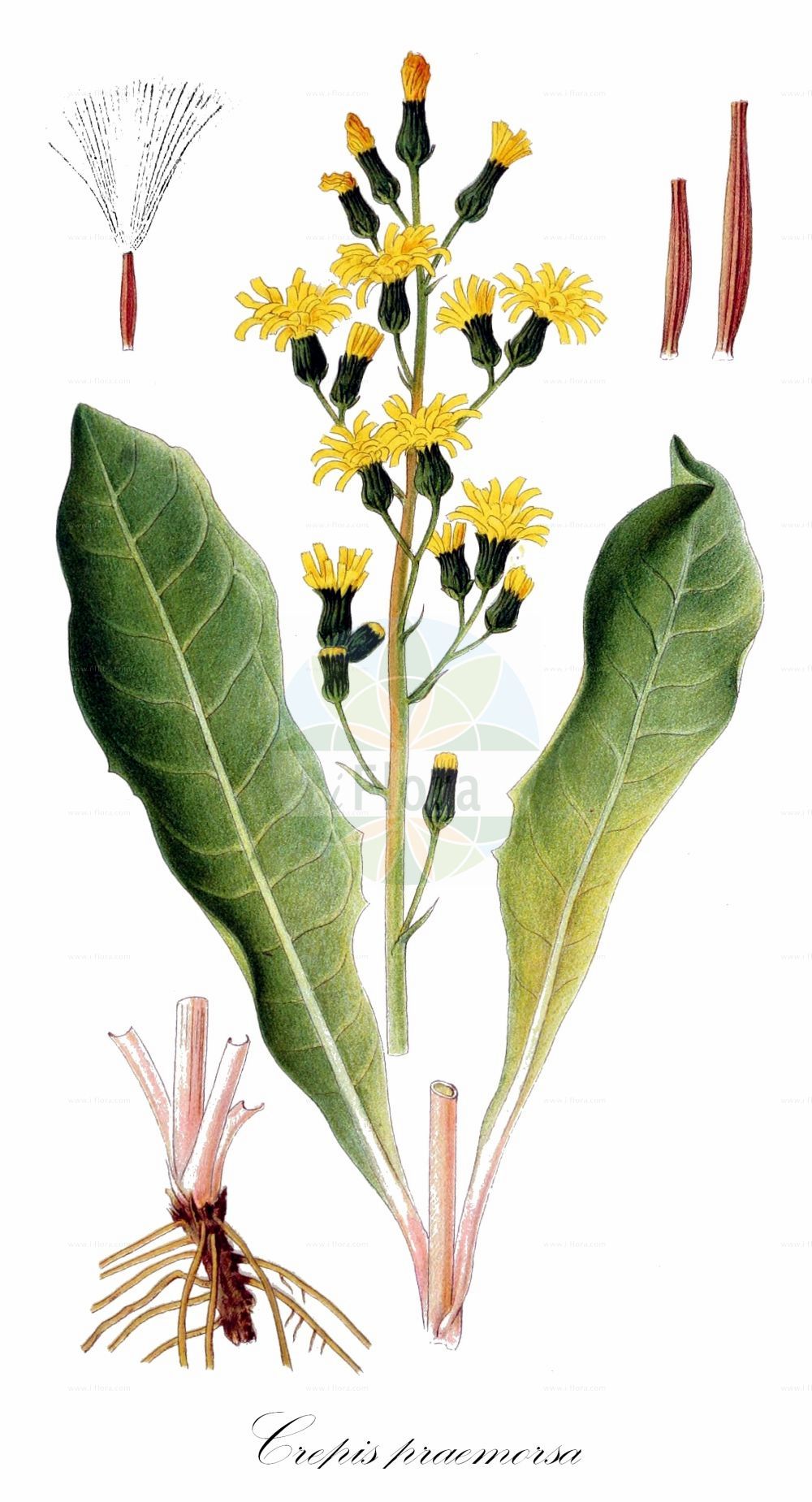Historische Abbildung von Crepis praemorsa (Abgebissener Pippau - Leafless Hawk's-beard). Das Bild zeigt Blatt, Bluete, Frucht und Same. ---- Historical Drawing of Crepis praemorsa (Abgebissener Pippau - Leafless Hawk's-beard). The image is showing leaf, flower, fruit and seed.(Crepis praemorsa,Abgebissener Pippau,Leafless Hawk's-beard,Crepis praemorsa,Hieracium praemorsum,Abgebissener Pippau,Abbiss-Pippau,Leafless Hawk's-beard,Pink Hawksbeard,Crepis,Pippau,Hawk's-beard,Asteraceae,Korbblütengewächse,Daisy family,Blatt,Bluete,Frucht,Same,leaf,flower,fruit,seed,Lindman (1901-1905))