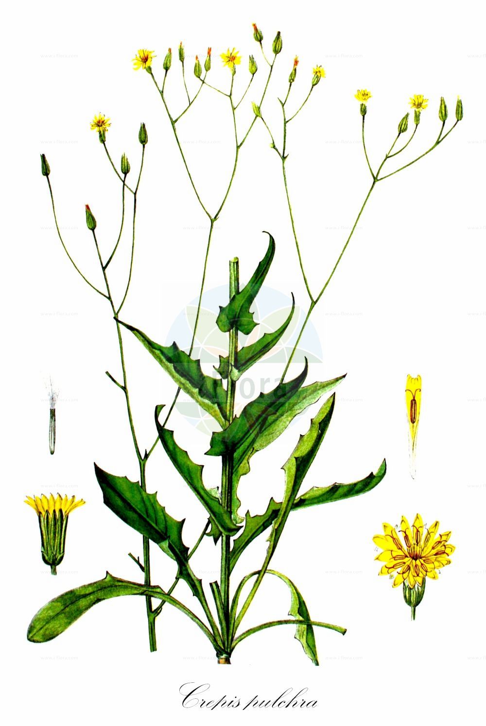 Historische Abbildung von Crepis pulchra (Schöner Pippau - Small-flowered Hawk's-Beard). Das Bild zeigt Blatt, Bluete, Frucht und Same. ---- Historical Drawing of Crepis pulchra (Schöner Pippau - Small-flowered Hawk's-Beard). The image is showing leaf, flower, fruit and seed.(Crepis pulchra,Schöner Pippau,Small-flowered Hawk's-Beard,Crepis hispanica,Crepis pulcherrima,Crepis pulchra,Schoener Pippau,Small-flowered Hawk's-Beard,Smallflower Hawksbeard,Crepis,Pippau,Hawk's-beard,Asteraceae,Korbblütengewächse,Daisy family,Blatt,Bluete,Frucht,Same,leaf,flower,fruit,seed,Kops (1800-1934))