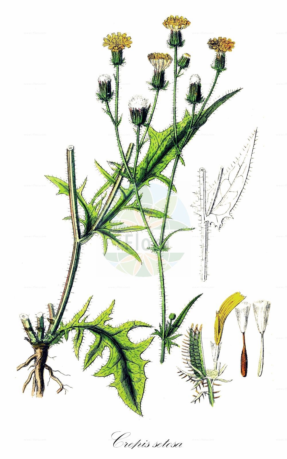 Historische Abbildung von Crepis setosa (Borsten-Pippau - Bristly Hawk's-beard). Das Bild zeigt Blatt, Bluete, Frucht und Same. ---- Historical Drawing of Crepis setosa (Borsten-Pippau - Bristly Hawk's-beard). The image is showing leaf, flower, fruit and seed.(Crepis setosa,Borsten-Pippau,Bristly Hawk's-beard,Barkhausia hispida,Barkhausia setosa,Crepis hispida,Crepis setosa,Borsten-Pippau,Bristly Hawk's-beard,Crepis,Pippau,Hawk's-beard,Asteraceae,Korbblütengewächse,Daisy family,Blatt,Bluete,Frucht,Same,leaf,flower,fruit,seed,Sowerby (1790-1813))