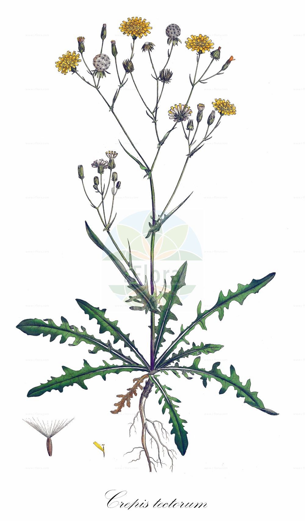 Historische Abbildung von Crepis tectorum (Dach-Pippau - Narrow-leaved Hawk's-Beard). Das Bild zeigt Blatt, Bluete, Frucht und Same. ---- Historical Drawing of Crepis tectorum (Dach-Pippau - Narrow-leaved Hawk's-Beard). The image is showing leaf, flower, fruit and seed.(Crepis tectorum,Dach-Pippau,Narrow-leaved Hawk's-Beard,Crepis tectorum,Dach-Pippau,Mauer-Pippau,Narrow-leaved Hawk's-Beard,Narrow-leaf Hawksbeard,Succory Hawksbeard,Wall Hawksbeard,Crepis,Pippau,Hawk's-beard,Asteraceae,Korbblütengewächse,Daisy family,Blatt,Bluete,Frucht,Same,leaf,flower,fruit,seed,Curtis (1777-1798))