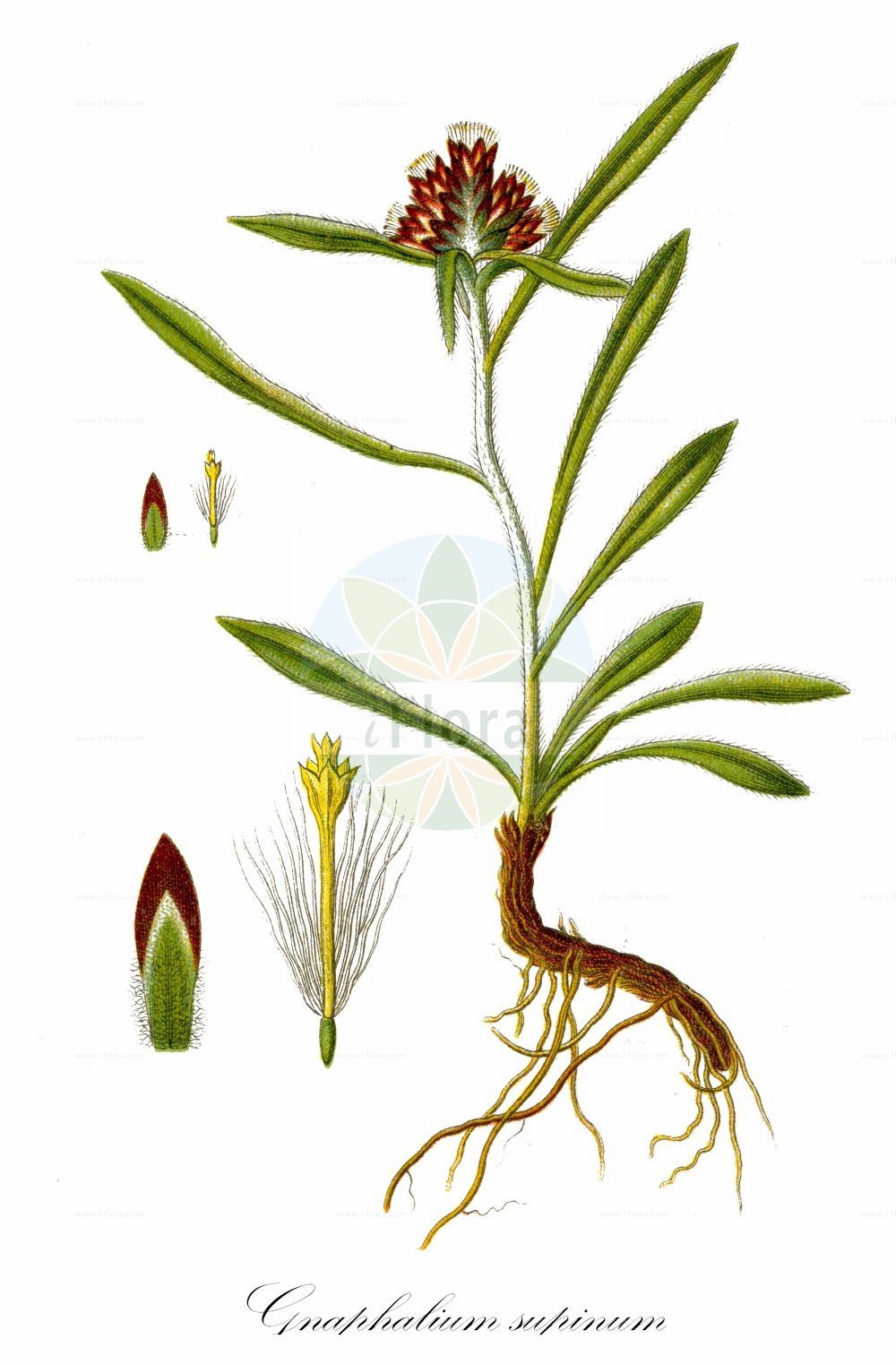 Historische Abbildung von Gnaphalium supinum (Zwerg-Ruhrkraut - Dwarf Cudweed). Das Bild zeigt Blatt, Bluete, Frucht und Same. ---- Historical Drawing of Gnaphalium supinum (Zwerg-Ruhrkraut - Dwarf Cudweed). The image is showing leaf, flower, fruit and seed.(Gnaphalium supinum,Zwerg-Ruhrkraut,Dwarf Cudweed,Gnaphalium balcanicum,Gnaphalium fuscum,Gnaphalium pusillum,Gnaphalium subacaule,Gnaphalium supinum,Omalotheca supina,Zwerg-Ruhrkraut,Dwarf Cudweed,Alpine Arctic Cudweed,Heath Cudweed,Gnaphalium,Ruhrkraut,Cudweed,Asteraceae,Korbblütengewächse,Daisy family,Blatt,Bluete,Frucht,Same,leaf,flower,fruit,seed,Sturm (1796f))