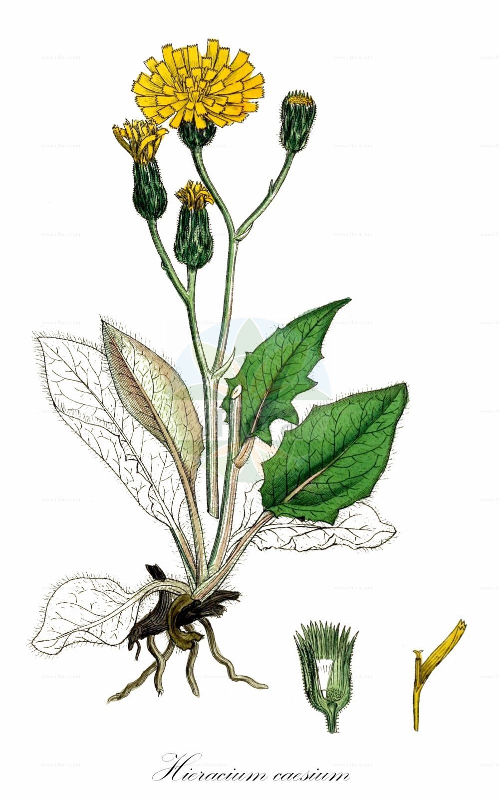 Historische Abbildung von Hieracium caesium (Blaugraues Habichtskraut - Blue-green Hawkeed). Das Bild zeigt Blatt, Bluete, Frucht und Same. ---- Historical Drawing of Hieracium caesium (Blaugraues Habichtskraut - Blue-green Hawkeed). The image is showing leaf, flower, fruit and seed.(Hieracium caesium,Blaugraues Habichtskraut,Blue-green Hawkeed,Hieracium caesium,Hieracium vulgatum subsp. caesium,Blaugraues Habichtskraut,Meergruenes Habichtskraut,Blue-green Hawkeed,Hieracium,Habichtskraut,Hawkweeds,Asteraceae,Korbblütengewächse,Daisy family,Blatt,Bluete,Frucht,Same,leaf,flower,fruit,seed,Sowerby (1790-1813))
