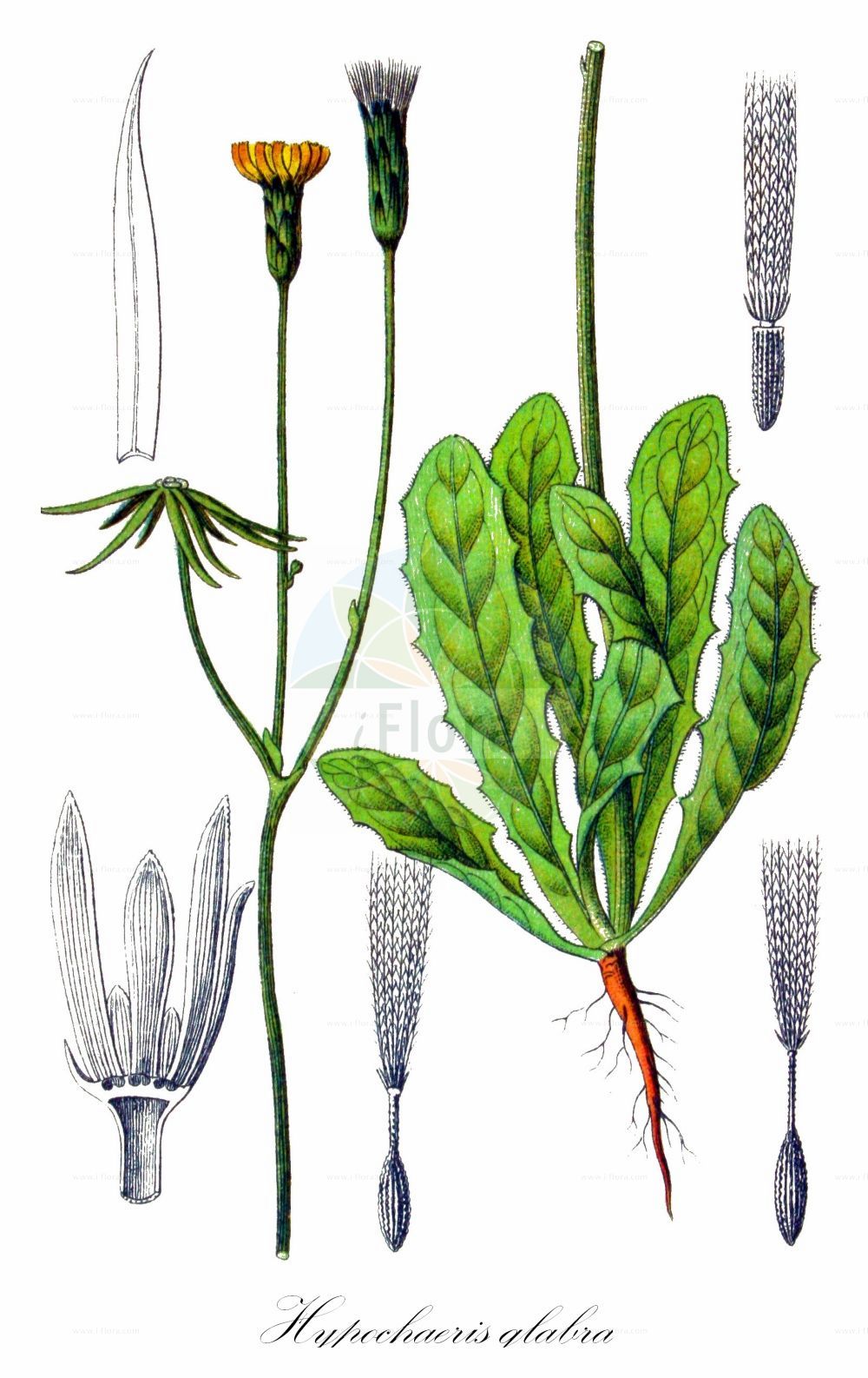 Historische Abbildung von Hypochaeris glabra (Kahles Ferkelkraut - Smooth Cat's-ear). Das Bild zeigt Blatt, Bluete, Frucht und Same. ---- Historical Drawing of Hypochaeris glabra (Kahles Ferkelkraut - Smooth Cat's-ear). The image is showing leaf, flower, fruit and seed.(Hypochaeris glabra,Kahles Ferkelkraut,Smooth Cat's-ear,Hypochaeris balbisii,Hypochaeris glabra,Hypochaeris simplex,Kahles Ferkelkraut,Smooth Cat's-ear,Cat's-ear,False Dandelion,Hypochaeris,Ferkelkraut,Cat's Ear,Asteraceae,Korbblütengewächse,Daisy family,Blatt,Bluete,Frucht,Same,leaf,flower,fruit,seed,Sturm (1796f))
