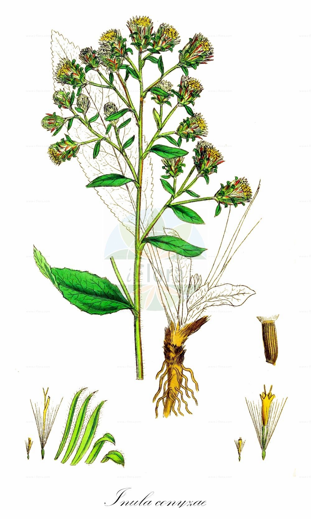 Historische Abbildung von Inula conyzae (Dürrwurz - Ploughman's-spikenard). Das Bild zeigt Blatt, Bluete, Frucht und Same. ---- Historical Drawing of Inula conyzae (Dürrwurz - Ploughman's-spikenard). The image is showing leaf, flower, fruit and seed.(Inula conyzae,Dürrwurz,Ploughman's-spikenard,Aster conyzae,Conyza squarrosa,Conyza vulgaris,Inula conyzae,Inula vulgaris,Jacobaea conzyae,Duerrwurz,Duerrwurz-Alant,Sparriger Alant,Ploughman's-spikenard,Inula,Alant,Yellowhead,Asteraceae,Korbblütengewächse,Daisy family,Blatt,Bluete,Frucht,Same,leaf,flower,fruit,seed,Sowerby (1790-1813))