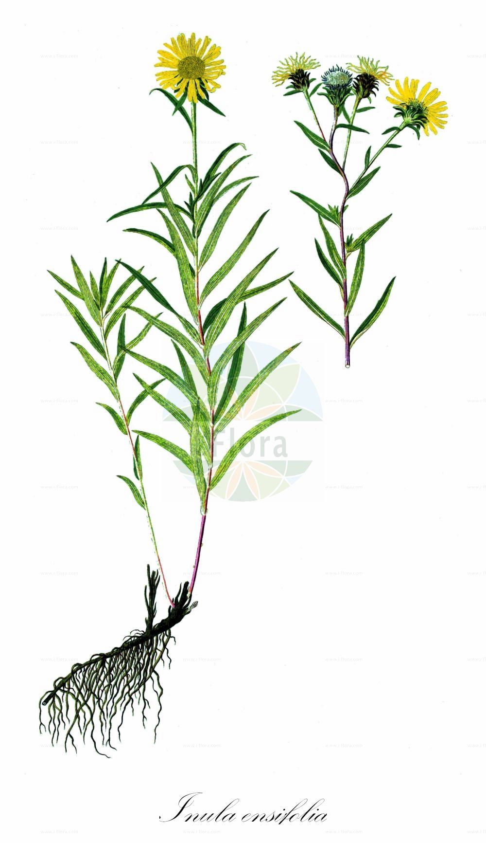 Historische Abbildung von Inula ensifolia (Schwert-Alant - Narrow-leaved Inula). Das Bild zeigt Blatt, Bluete, Frucht und Same. ---- Historical Drawing of Inula ensifolia (Schwert-Alant - Narrow-leaved Inula). The image is showing leaf, flower, fruit and seed.(Inula ensifolia,Schwert-Alant,Narrow-leaved Inula,Inula ensifolia,Schwert-Alant,Narrow-leaved Inula,Inula,Alant,Yellowhead,Asteraceae,Korbblütengewächse,Daisy family,Blatt,Bluete,Frucht,Same,leaf,flower,fruit,seed)