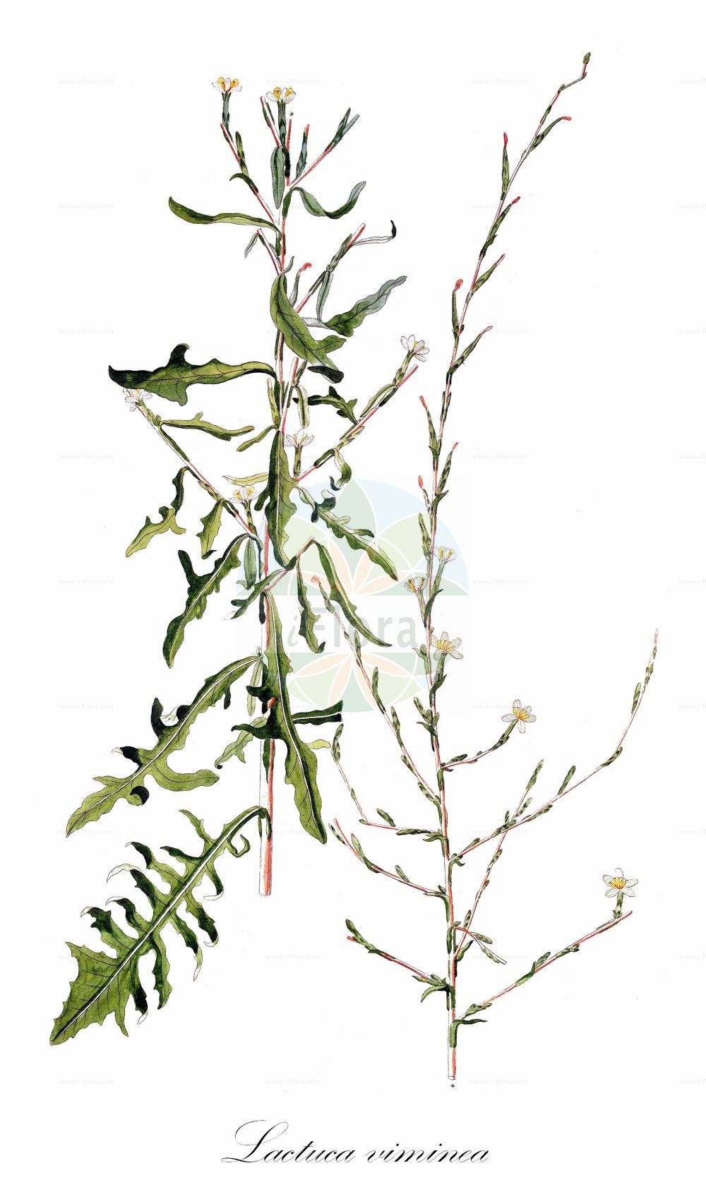 Historische Abbildung von Lactuca viminea (Ruten-Lattich - Pliant Lettuce). Das Bild zeigt Blatt, Bluete, Frucht und Same. ---- Historical Drawing of Lactuca viminea (Ruten-Lattich - Pliant Lettuce). The image is showing leaf, flower, fruit and seed.(Lactuca viminea,Ruten-Lattich,Pliant Lettuce,Lactuca contracta,Lactuca numidica,Lactuca viminea,Prenanthes viminea,Scariola contracta,Scariola viminea,Ruten-Lattich,Pliant Lettuce,Lactuca,Lattich,Lettuce,Asteraceae,Korbblütengewächse,Daisy family,Blatt,Bluete,Frucht,Same,leaf,flower,fruit,seed)