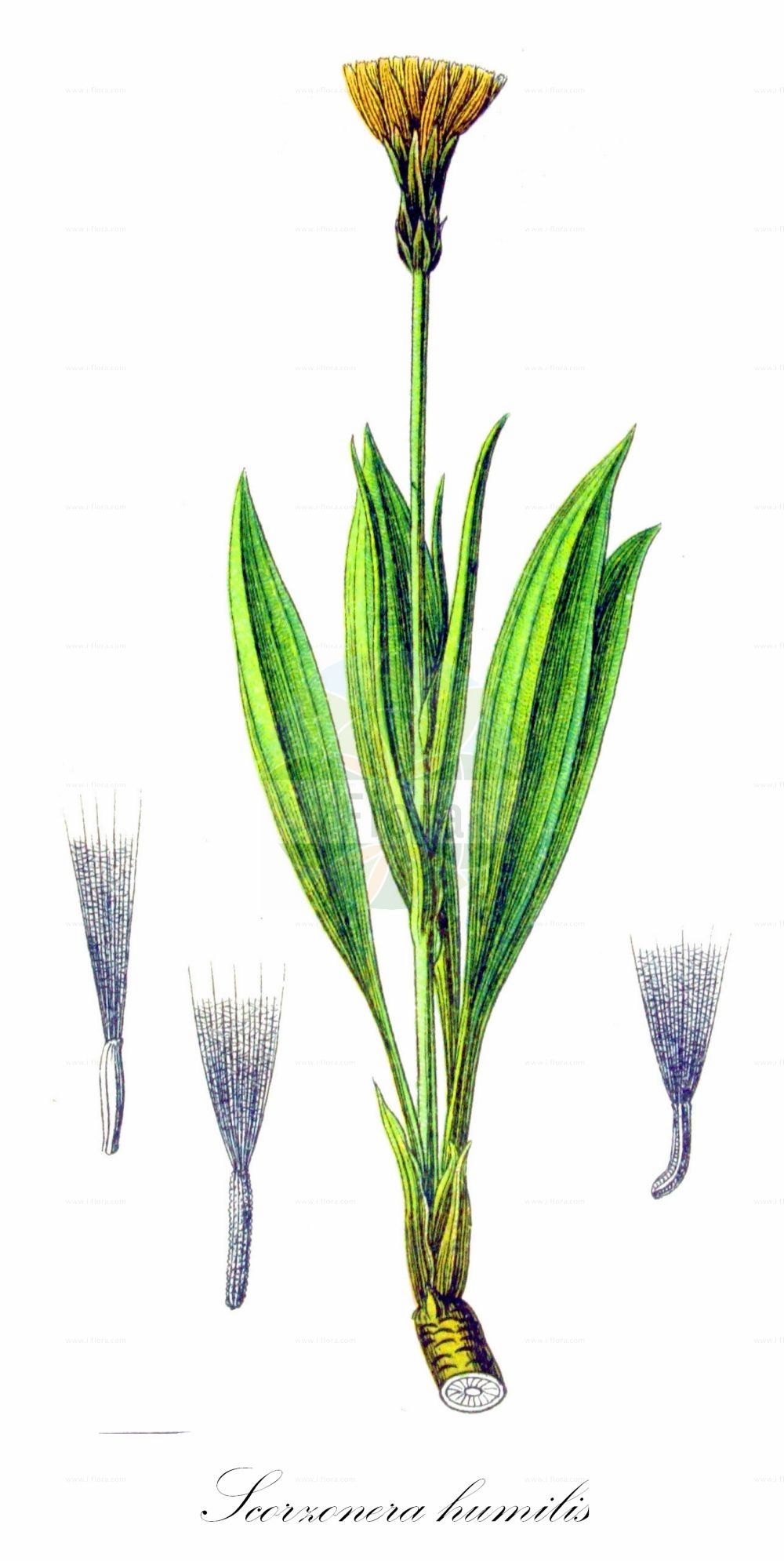 Historische Abbildung von Scorzonera humilis (Niedrige Schwarzwurzel - Viper's-grass). Das Bild zeigt Blatt, Bluete, Frucht und Same. ---- Historical Drawing of Scorzonera humilis (Niedrige Schwarzwurzel - Viper's-grass). The image is showing leaf, flower, fruit and seed.(Scorzonera humilis,Niedrige Schwarzwurzel,Viper's-grass,Scorzonera candollei,Scorzonera clusii,Scorzonera humilis,Scorzonera plantaginea,Scorzonera tenuifolia,Niedrige Schwarzwurzel,Viper's-grass,Dwarf Vipergrass,Dwarf Viper's-grass,Scorzonera,Schwarzwurzel,Scorzonera,Asteraceae,Korbblütengewächse,Daisy family,Blatt,Bluete,Frucht,Same,leaf,flower,fruit,seed,Sturm (1796f))