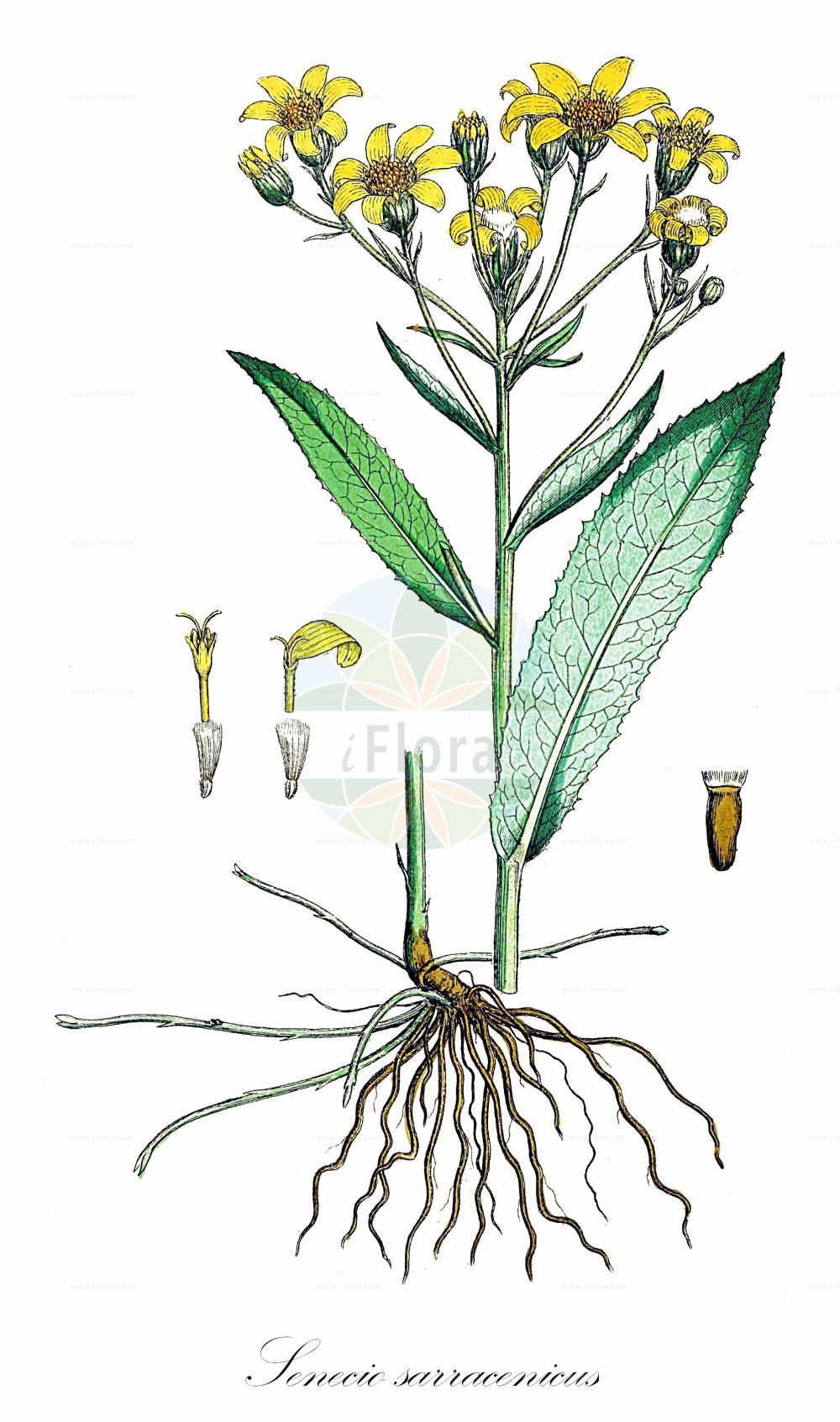 Historische Abbildung von Senecio sarracenicus (Fluß-Greiskraut - Broad-leaved Ragwort). Das Bild zeigt Blatt, Bluete, Frucht und Same. ---- Historical Drawing of Senecio sarracenicus (Fluß-Greiskraut - Broad-leaved Ragwort). The image is showing leaf, flower, fruit and seed.(Senecio sarracenicus,Fluß-Greiskraut,Broad-leaved Ragwort,Senecio fluviatilis,Senecio sarracenicus,Fluss-Greiskraut,Broad-leaved Ragwort,Senecio,Greiskraut,Ragwort,Asteraceae,Korbblütengewächse,Daisy family,Blatt,Bluete,Frucht,Same,leaf,flower,fruit,seed,Sowerby (1790-1813))