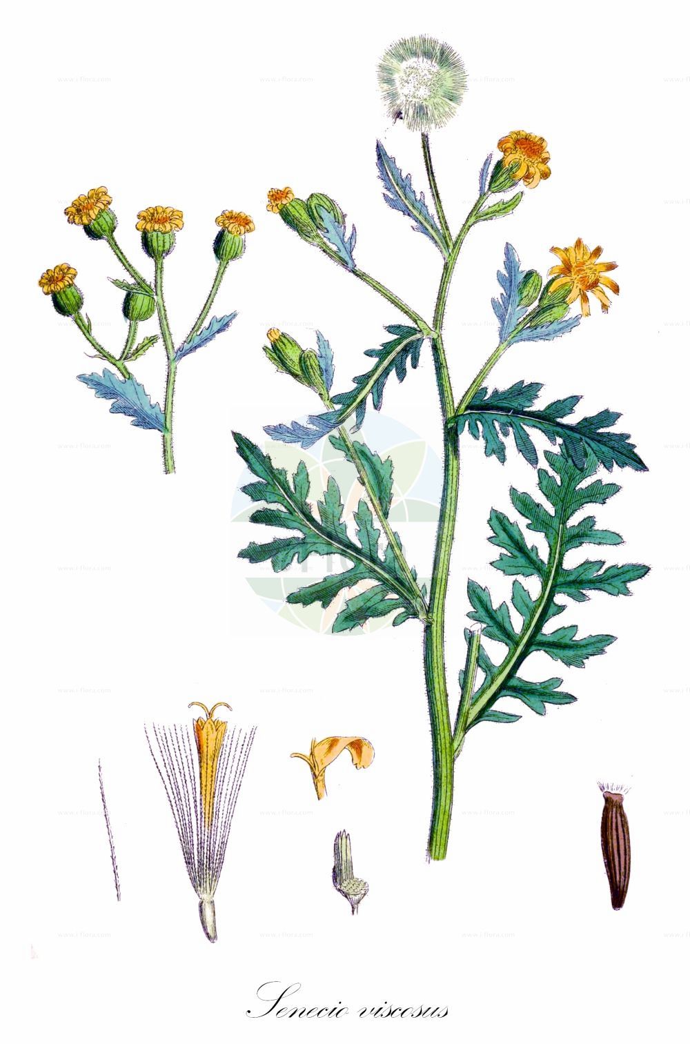 Historische Abbildung von Senecio viscosus (Klebriges Greiskraut - Sticky Groundsel). Das Bild zeigt Blatt, Bluete, Frucht und Same. ---- Historical Drawing of Senecio viscosus (Klebriges Greiskraut - Sticky Groundsel). The image is showing leaf, flower, fruit and seed.(Senecio viscosus,Klebriges Greiskraut,Sticky Groundsel,Senecio calvertii,Senecio viscosus,Klebriges Greiskraut,Sticky Groundsel,Fetid Groundsel,Sticky Ragwort,Stinking Groundsel,Senecio,Greiskraut,Ragwort,Asteraceae,Korbblütengewächse,Daisy family,Blatt,Bluete,Frucht,Same,leaf,flower,fruit,seed,Sowerby (1790-1813))