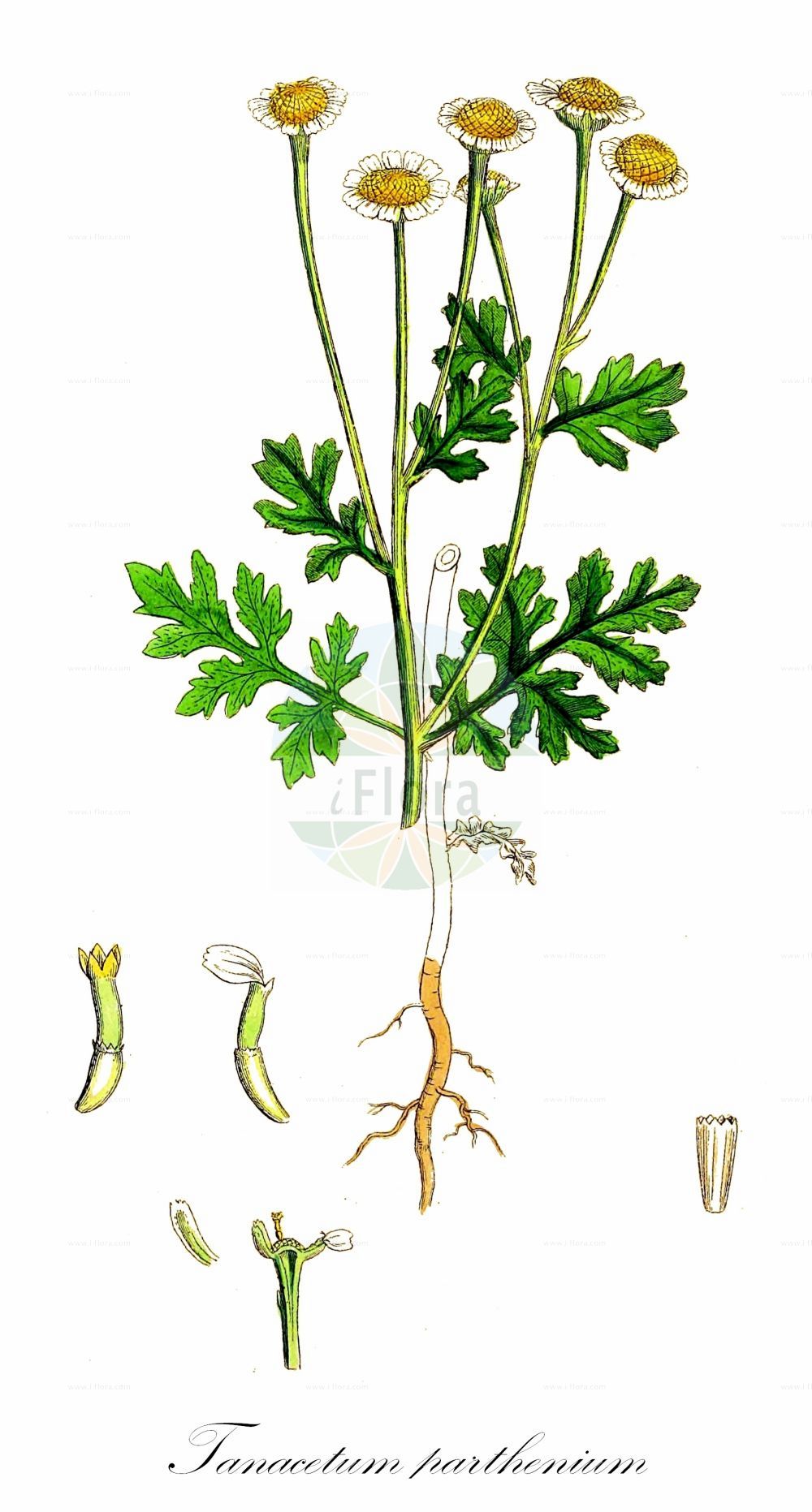 Historische Abbildung von Tanacetum parthenium (Mutterkraut - Feverfew). Das Bild zeigt Blatt, Bluete, Frucht und Same. ---- Historical Drawing of Tanacetum parthenium (Mutterkraut - Feverfew). The image is showing leaf, flower, fruit and seed.(Tanacetum parthenium,Mutterkraut,Feverfew,Chrysanthemum parthenium,Chrysanthemum praealtum,Leucanthemum parthenium,Matricaria parthenium,Pyrethrum buschianum,Pyrethrum demetrii,Pyrethrum divaricatum,Pyrethrum glanduliferum,Pyrethrum grossheimii,Pyrethrum parthenium,Pyrethrum sevanense,Tanacetum parthenium,Tanacetum parthenium var. praealtum,Mutterkraut,Falsche Kamille,Mutterkamille,Roemische Kamille,Feverfew,Tanacetum,Wucherblume,Tansy,Asteraceae,Korbblütengewächse,Daisy family,Blatt,Bluete,Frucht,Same,leaf,flower,fruit,seed,Sowerby (1790-1813))