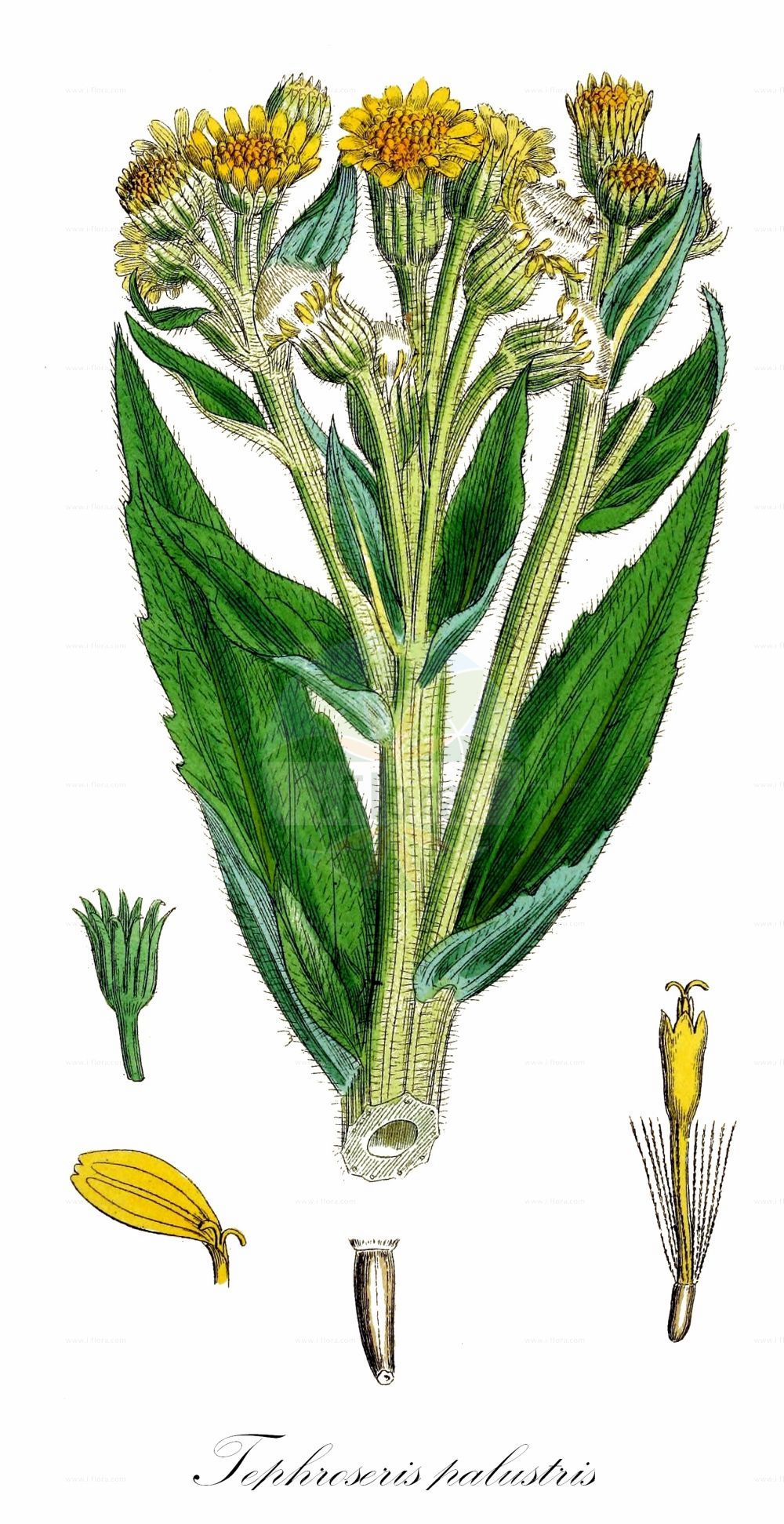 Historische Abbildung von Tephroseris palustris (Moor-Greiskraut - Marsh Fleawort). Das Bild zeigt Blatt, Bluete, Frucht und Same. ---- Historical Drawing of Tephroseris palustris (Moor-Greiskraut - Marsh Fleawort). The image is showing leaf, flower, fruit and seed.(Tephroseris palustris,Moor-Greiskraut,Marsh Fleawort,Cineraria congesta,Cineraria palustris,Othonna palustris,Senecio arcticus,Senecio congestus,Senecio palustris,Senecio tubicaulis,Tephroseris palustris,Tephroseris palustris subsp. congesta,Moor-Greiskraut,Marsh Fleawort,Marsh Fleabane,Swamp Ragwort,Tephroseris,Greiskraut,Groundsel,Asteraceae,Korbblütengewächse,Daisy family,Blatt,Bluete,Frucht,Same,leaf,flower,fruit,seed,Sowerby (1790-1813))