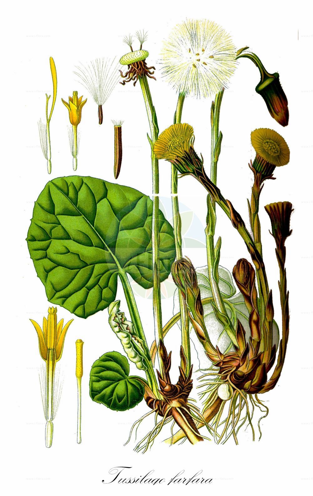 Historische Abbildung von Tussilago farfara (Huflattich - Colt's-foot). Das Bild zeigt Blatt, Bluete, Frucht und Same. ---- Historical Drawing of Tussilago farfara (Huflattich - Colt's-foot). The image is showing leaf, flower, fruit and seed.(Tussilago farfara,Huflattich,Colt's-foot,Tussilago alpestris,Tussilago farfara,Tussilago umbertina,Huflattich,Colt's-foot,Tussilago,Huflattich,Coltsfoot,Asteraceae,Korbblütengewächse,Daisy family,Blatt,Bluete,Frucht,Same,leaf,flower,fruit,seed,Thomé (1885))