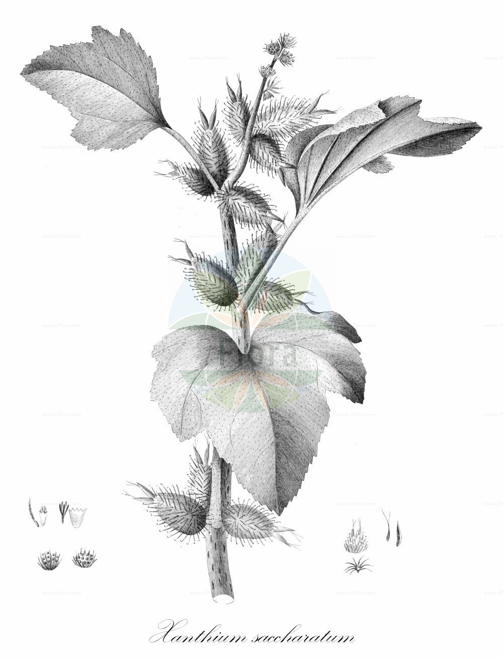 Historische Abbildung von Xanthium saccharatum (Zucker-Spitzklette - Sucrate Cocklebur). Das Bild zeigt Blatt, Bluete, Frucht und Same. ---- Historical Drawing of Xanthium saccharatum (Zucker-Spitzklette - Sucrate Cocklebur). The image is showing leaf, flower, fruit and seed.(Xanthium saccharatum,Zucker-Spitzklette,Sucrate Cocklebur,Zucker-Spitzklette,Sucrate Cocklebur,Xanthium,Spitzklette,Cocklebur,Asteraceae,Korbblütengewächse,Daisy family,Blatt,Bluete,Frucht,Same,leaf,flower,fruit,seed)