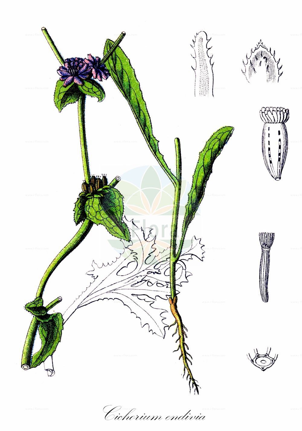 Historische Abbildung von Cichorium endivia (Winter-Endivie - Endive). Das Bild zeigt Blatt, Bluete, Frucht und Same. ---- Historical Drawing of Cichorium endivia (Winter-Endivie - Endive). The image is showing leaf, flower, fruit and seed.(Cichorium endivia,Winter-Endivie,Endive,Cichorium endivia,Cichorium endivia subsp. sativum,Winter-Endivie,Endivie,Endive,Cultivated Endive,Cichorium,Wegwarte,Chicory,Asteraceae,Korbblütengewächse,Daisy family,Blatt,Bluete,Frucht,Same,leaf,flower,fruit,seed,Sturm (1796f))