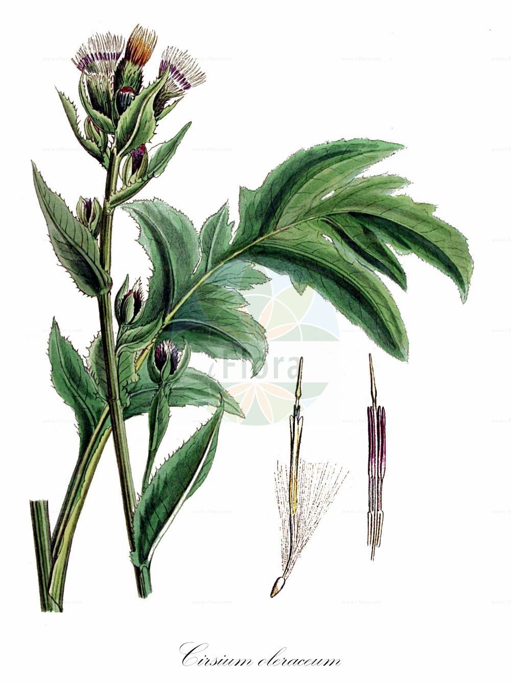 Historische Abbildung von Cirsium oleraceum (Kohl-Kratzdistel - Cabbage Thistle). Das Bild zeigt Blatt, Bluete, Frucht und Same. ---- Historical Drawing of Cirsium oleraceum (Kohl-Kratzdistel - Cabbage Thistle). The image is showing leaf, flower, fruit and seed.(Cirsium oleraceum,Kohl-Kratzdistel,Cabbage Thistle,Cirsium oleraceum,Cnicus oleraceus,Kohl-Kratzdistel,Cabbage Thistle,Meadow Distaff,Water Thistle,Cirsium,Kratzdistel,Thistle,Asteraceae,Korbblütengewächse,Daisy family,Blatt,Bluete,Frucht,Same,leaf,flower,fruit,seed,Kops (1800-1934))