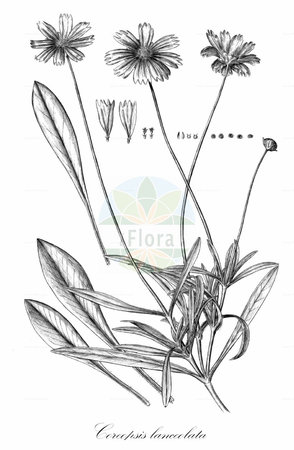 Historische Abbildung von Coreopsis lanceolata (Garten-Mädchenauge - Lanceleaf Tickseed). Das Bild zeigt Blatt, Bluete, Frucht und Same. ---- Historical Drawing of Coreopsis lanceolata (Garten-Mädchenauge - Lanceleaf Tickseed). The image is showing leaf, flower, fruit and seed.(Coreopsis lanceolata,Garten-Mädchenauge,Lanceleaf Tickseed,Coreopsis lanceolata,Garten-Maedchenauge,Lanceleaf Tickseed,Tickseed,Lance Coreopis,Garden Coreopsis,Coreopsis,Mädchenauge,Tickseed,Asteraceae,Korbblütengewächse,Daisy family,Blatt,Bluete,Frucht,Same,leaf,flower,fruit,seed,Dillenius (1732))