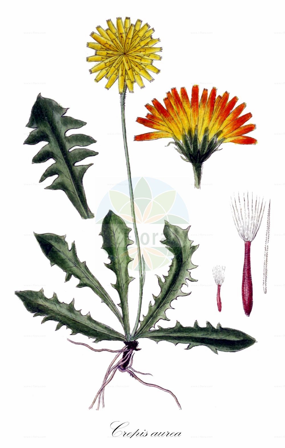 Historische Abbildung von Crepis aurea (Gold-Pippau - Golden Hawk's-beard). Das Bild zeigt Blatt, Bluete, Frucht und Same. ---- Historical Drawing of Crepis aurea (Gold-Pippau - Golden Hawk's-beard). The image is showing leaf, flower, fruit and seed.(Crepis aurea,Gold-Pippau,Golden Hawk's-beard,Crepis aurea,Crepis kitaibelii,Leontodon aureus,Gold-Pippau,Golden Hawk's-beard,Crepis,Pippau,Hawk's-beard,Asteraceae,Korbblütengewächse,Daisy family,Blatt,Bluete,Frucht,Same,leaf,flower,fruit,seed,Sturm (1796f))