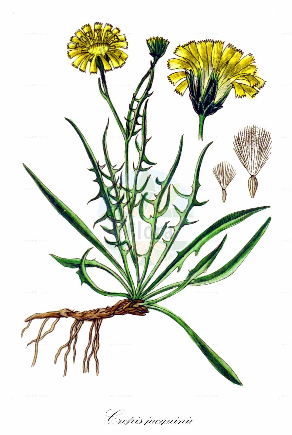 Historische Abbildung von Crepis jacquinii (Felsen-Pippau - Rock Hawk's-beard). Das Bild zeigt Blatt, Bluete, Frucht und Same. ---- Historical Drawing of Crepis jacquinii (Felsen-Pippau - Rock Hawk's-beard). The image is showing leaf, flower, fruit and seed.(Crepis jacquinii,Felsen-Pippau,Rock Hawk's-beard,Crepis jacquinii,Hieracium chondrilloides,Felsen-Pippau,Kerners Pippau,Rock Hawk's-beard,Crepis,Pippau,Hawk's-beard,Asteraceae,Korbblütengewächse,Daisy family,Blatt,Bluete,Frucht,Same,leaf,flower,fruit,seed,Sturm (1796f))