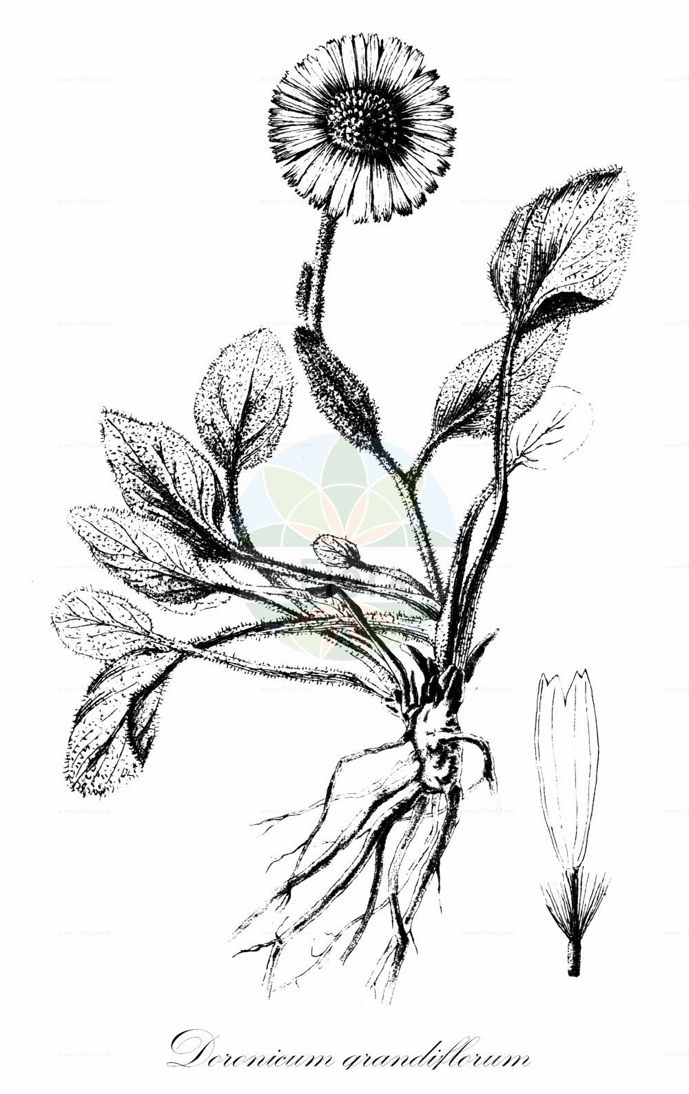 Historische Abbildung von Doronicum grandiflorum (Großblütige Gemswurz - Large-flowered Leopard's-bane). Das Bild zeigt Blatt, Bluete, Frucht und Same. ---- Historical Drawing of Doronicum grandiflorum (Großblütige Gemswurz - Large-flowered Leopard's-bane). The image is showing leaf, flower, fruit and seed.(Doronicum grandiflorum,Großblütige Gemswurz,Large-flowered Leopard's-bane,Aronicum scorpioides,Aronicum viscosum,Doronicum grandiflorum,Doronicum halleri,Doronicum portae,Doronicum pyrenaicum,Doronicum scorpioides,Doronicum viscosum,Grossbluetige Gemswurz,Grosskoepfige Gaemswurz,Grosskorb-Gaemswurz,Large-flowered Leopard's-bane,Large-flowered Leopardsbane,Doronicum,Gemswurz,False Leopard's-bane,Asteraceae,Korbblütengewächse,Daisy family,Blatt,Bluete,Frucht,Same,leaf,flower,fruit,seed,Bulletin de la Société botanique de France (1881))