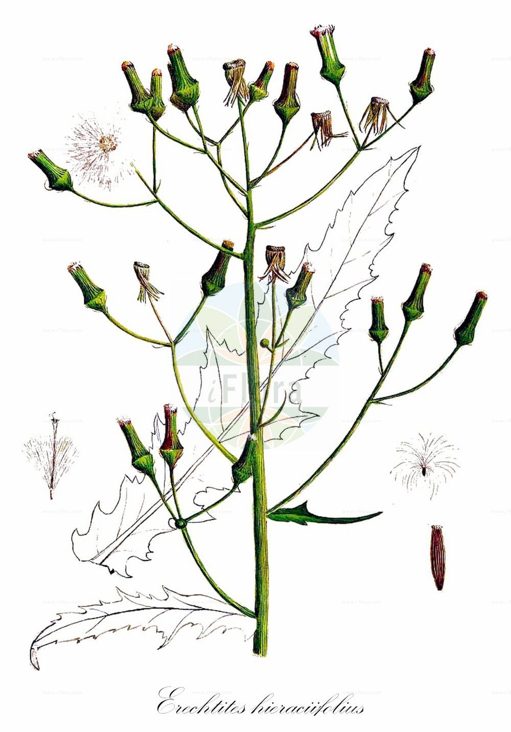 Historische Abbildung von Erechtites hieraciifolius (Habichts-Scheinkreuzkraut - American Burnweed). Das Bild zeigt Blatt, Bluete, Frucht und Same. ---- Historical Drawing of Erechtites hieraciifolius (Habichts-Scheinkreuzkraut - American Burnweed). The image is showing leaf, flower, fruit and seed.(Erechtites hieraciifolius,Habichts-Scheinkreuzkraut,American Burnweed,Erechtites hieraciifolius,Senecio hieraciifolius,Habichts-Scheinkreuzkraut,American Burnweed,Erechtites,Scheingreiskraut,Burnweed,Asteraceae,Korbblütengewächse,Daisy family,Blatt,Bluete,Frucht,Same,leaf,flower,fruit,seed,Sharp (1888-1910))
