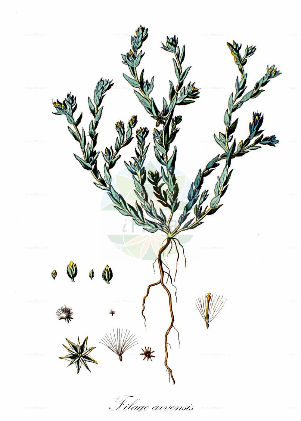 Historische Abbildung von Filago arvensis (Acker-Filzkraut - Field Cudweed). Das Bild zeigt Blatt, Bluete, Frucht und Same. ---- Historical Drawing of Filago arvensis (Acker-Filzkraut - Field Cudweed). The image is showing leaf, flower, fruit and seed.(Filago arvensis,Acker-Filzkraut,Field Cudweed,Filago alpestris,Filago arvensis,Filago lagopus,Gnaphalium arvense,Gnaphalium lagopus,Logfia arvensis,Oglifa arvensis,Acker-Filzkraut,Field Cudweed,Field Cottonrose,Least Cudweed,Filago,Filzkraut,Cottonrose,Asteraceae,Korbblütengewächse,Daisy family,Blatt,Bluete,Frucht,Same,leaf,flower,fruit,seed,Kops (1800-1934))