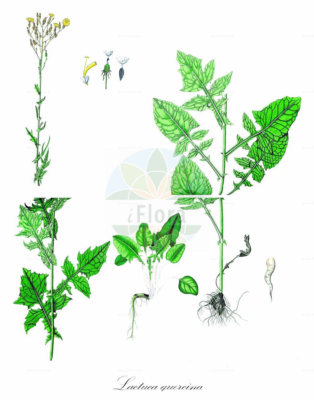 Historische Abbildung von Lactuca quercina (Eichen-Lattich - Oak Lettuce). Das Bild zeigt Blatt, Bluete, Frucht und Same. ---- Historical Drawing of Lactuca quercina (Eichen-Lattich - Oak Lettuce). The image is showing leaf, flower, fruit and seed.(Lactuca quercina,Eichen-Lattich,Oak Lettuce,Lactuca altissima,Lactuca chaixii,Lactuca lipskyi,Lactuca quercina,Lactuca sagittata,Lactuca stricta,Mulgedium quercinum,Eichen-Lattich,Oak Lettuce,Lactuca,Lattich,Lettuce,Asteraceae,Korbblütengewächse,Daisy family,Blatt,Bluete,Frucht,Same,leaf,flower,fruit,seed,Waldstein-Wartenberg & Kitaibel (1799-1812))