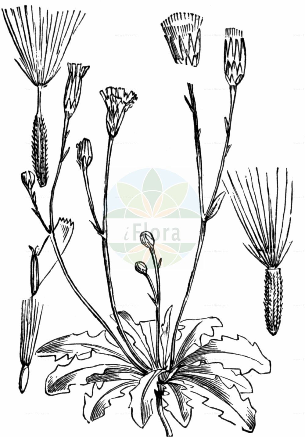 Historische Abbildung von Hypochaeris glabra (Kahles Ferkelkraut - Smooth Cat's-ear). Das Bild zeigt Blatt, Bluete, Frucht und Same. ---- Historical Drawing of Hypochaeris glabra (Kahles Ferkelkraut - Smooth Cat's-ear). The image is showing leaf, flower, fruit and seed.(Hypochaeris glabra,Kahles Ferkelkraut,Smooth Cat's-ear,Hypochaeris balbisii,Hypochaeris glabra,Hypochaeris simplex,Kahles Ferkelkraut,Smooth Cat's-ear,Cat's-ear,False Dandelion,Hypochaeris,Ferkelkraut,Cat's Ear,Asteraceae,Korbblütengewächse,Daisy family,Blatt,Bluete,Frucht,Same,leaf,flower,fruit,seed,Fitch et al. (1880))