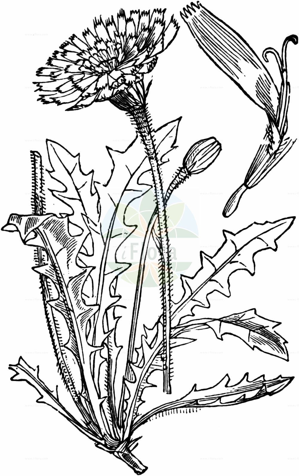 Historische Abbildung von Leontodon hispidus (Rauher Löwenzahn - Rough Hawkbit). Das Bild zeigt Blatt, Bluete, Frucht und Same. ---- Historical Drawing of Leontodon hispidus (Rauher Löwenzahn - Rough Hawkbit). The image is showing leaf, flower, fruit and seed.(Leontodon hispidus,Rauher Löwenzahn,Rough Hawkbit,Leontodon crispatus,Leontodon hispidus,Leontodon pavonii,Leontodon proteiformis,Leontodon proteiformis var. crispatus,Rauher Loewenzahn,Gewoehnlicher Rauher Loewenzahn,Steifhaariger Loewenzahn,Zweifelhafter Steifhaariger Loewenzahn,Rough Hawkbit,Common Hawkbit,Bristly Hawkbit,Greater Hawkbit,Leontodon,Löwenzahn,Hawkbit,Asteraceae,Korbblütengewächse,Daisy family,Blatt,Bluete,Frucht,Same,leaf,flower,fruit,seed,Fitch et al. (1880))