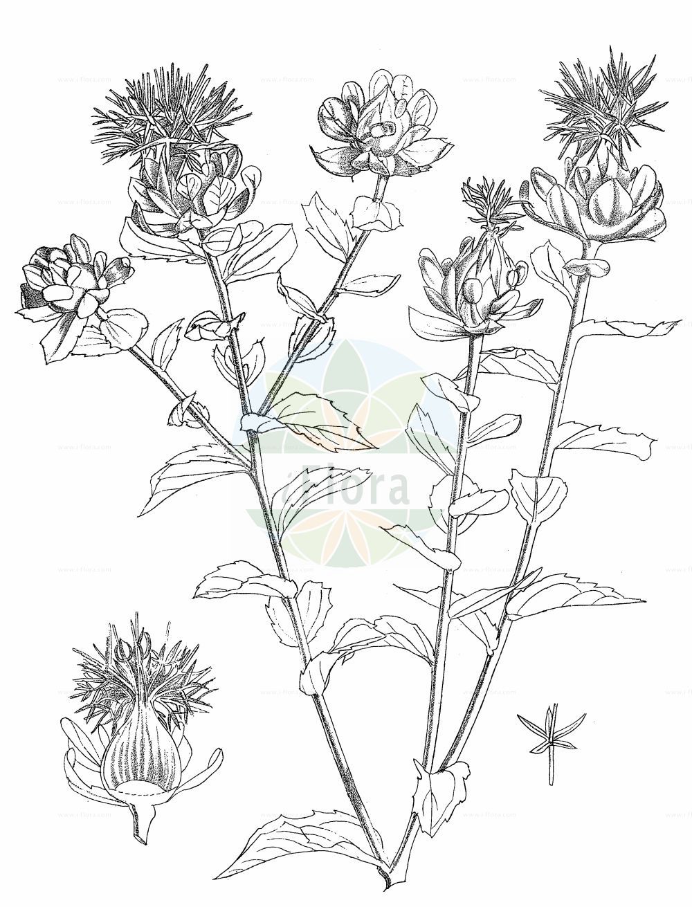 Historische Abbildung von Carthamus tinctorius (Safflower). Das Bild zeigt Blatt, Bluete, Frucht und Same. ---- Historical Drawing of Carthamus tinctorius (Safflower). The image is showing leaf, flower, fruit and seed.(Carthamus tinctorius,Safflower,Carthamus tinctorius,Carthamus,Asteraceae,Korbblütengewächse,Daisy family,Blatt,Bluete,Frucht,Same,leaf,flower,fruit,seed,Kirtikar & Basu (1918))